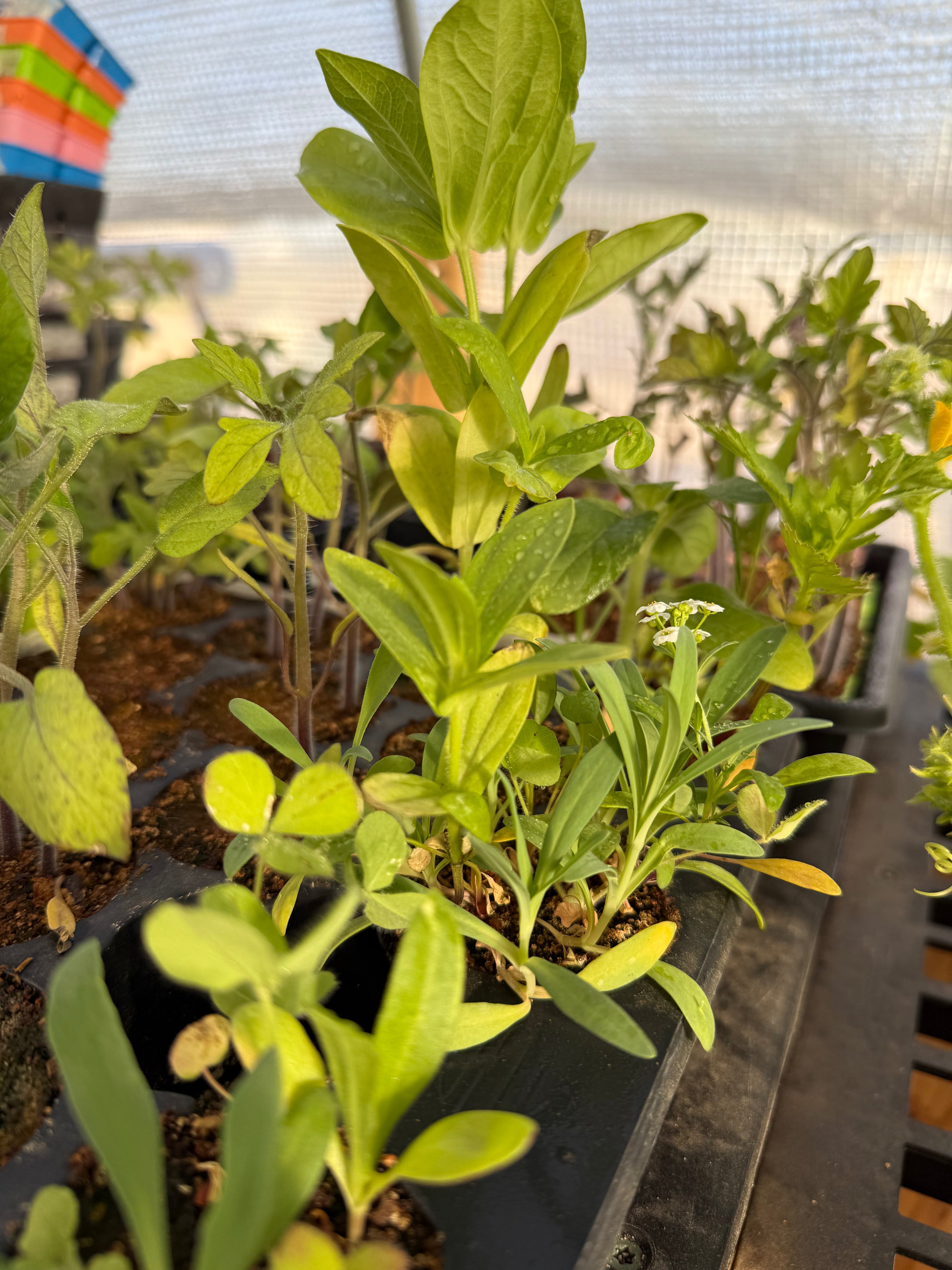 Next Generation Grower's Choice