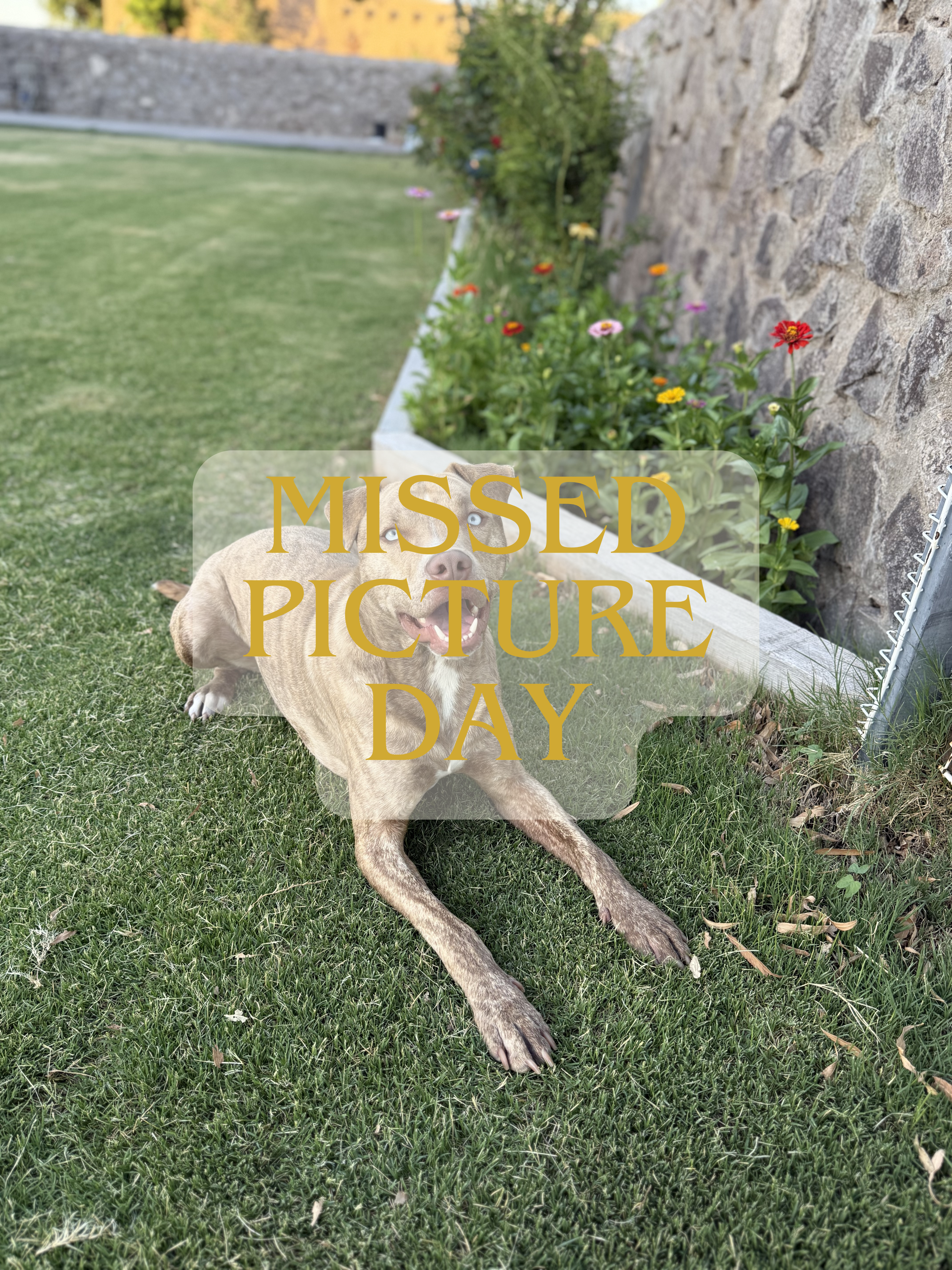 Mini Red Bell Pepper – 3 Inch Plant Start