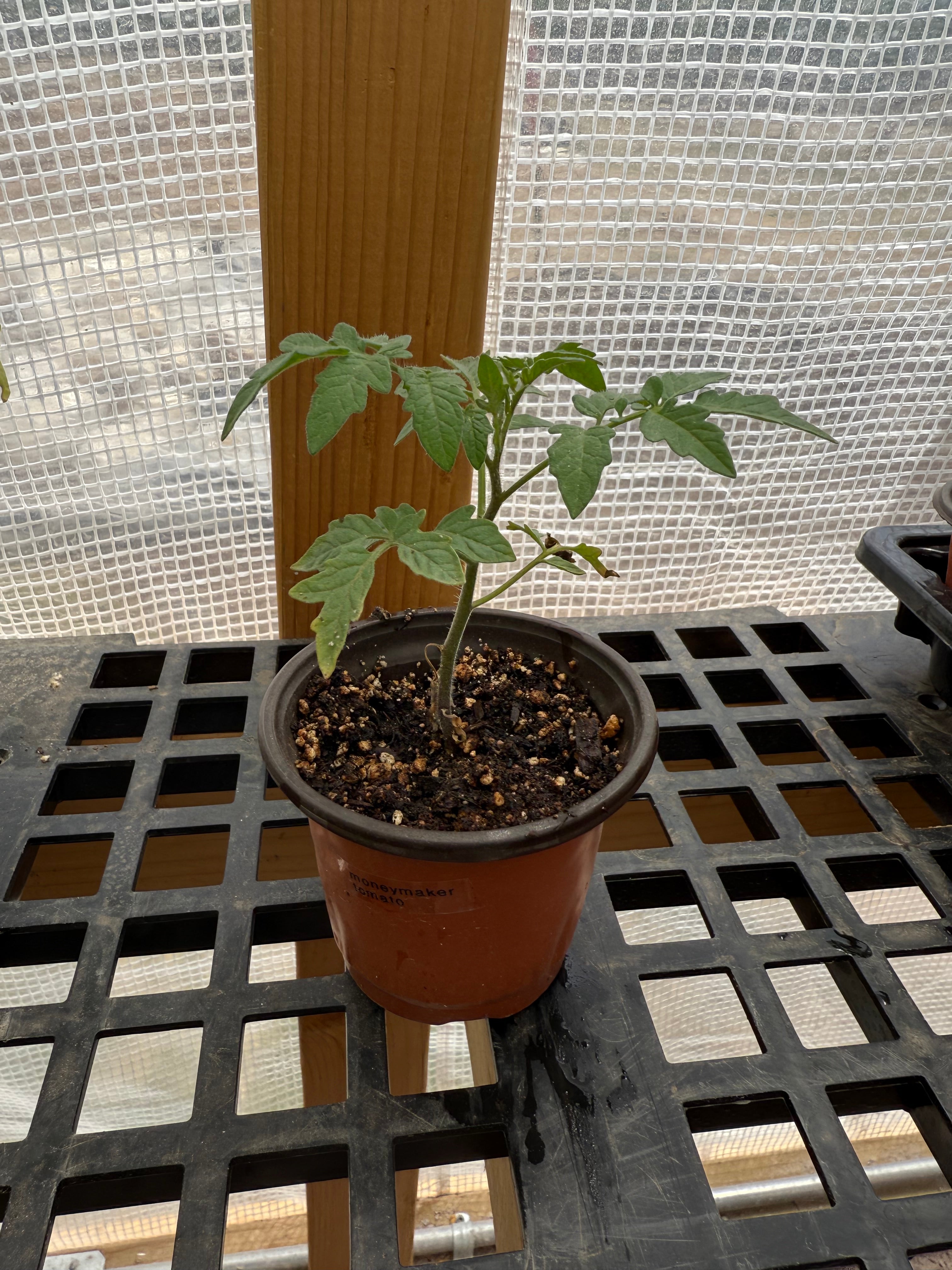 Moneymaker Tomato - 4-6 Inch Plant in 3 Inch Pot