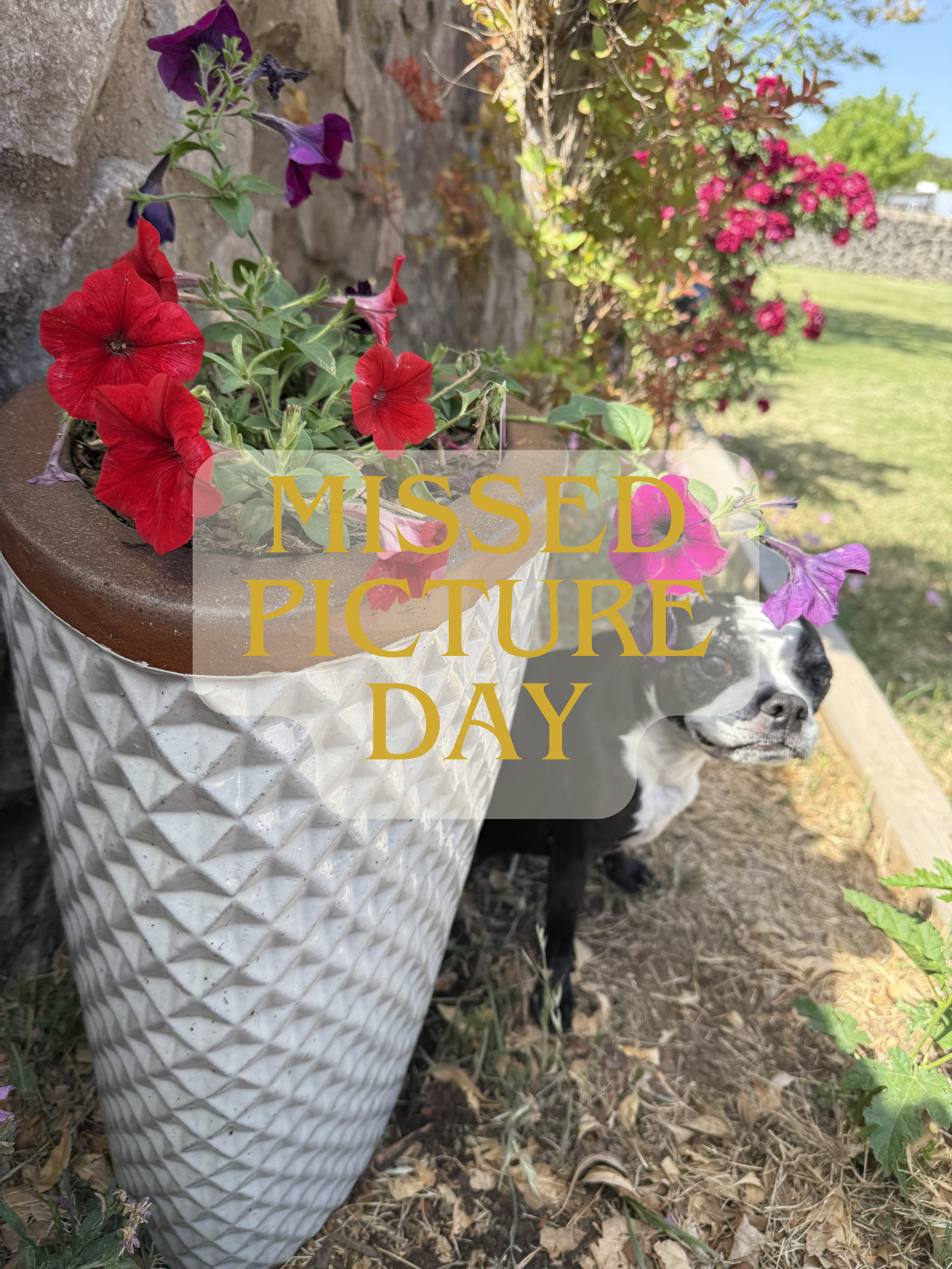 Gochujang King Pepper – 3 Inch Plant Start