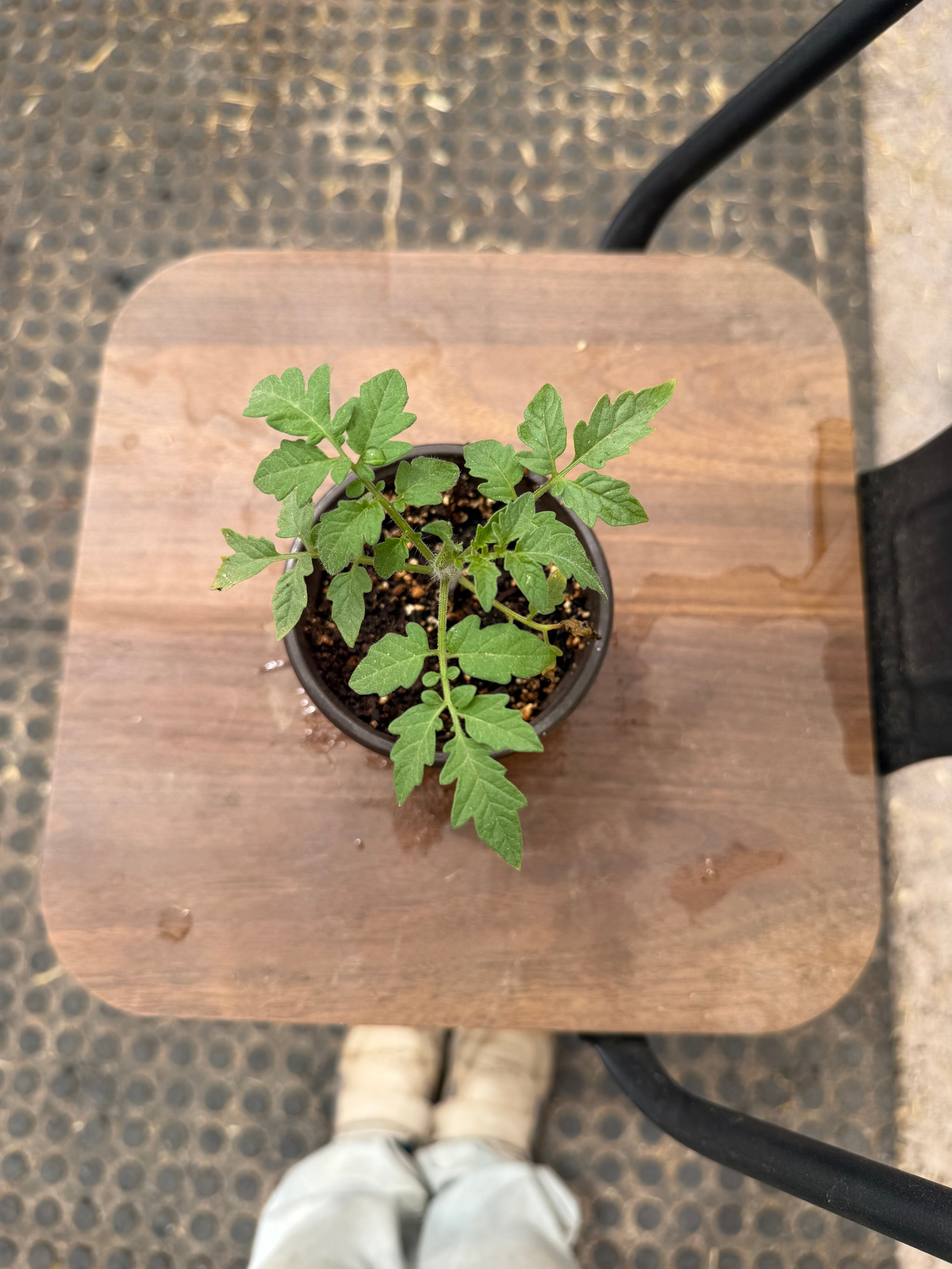 Moneymaker Tomato - 4-6 Inch Plant in 3 Inch Pot