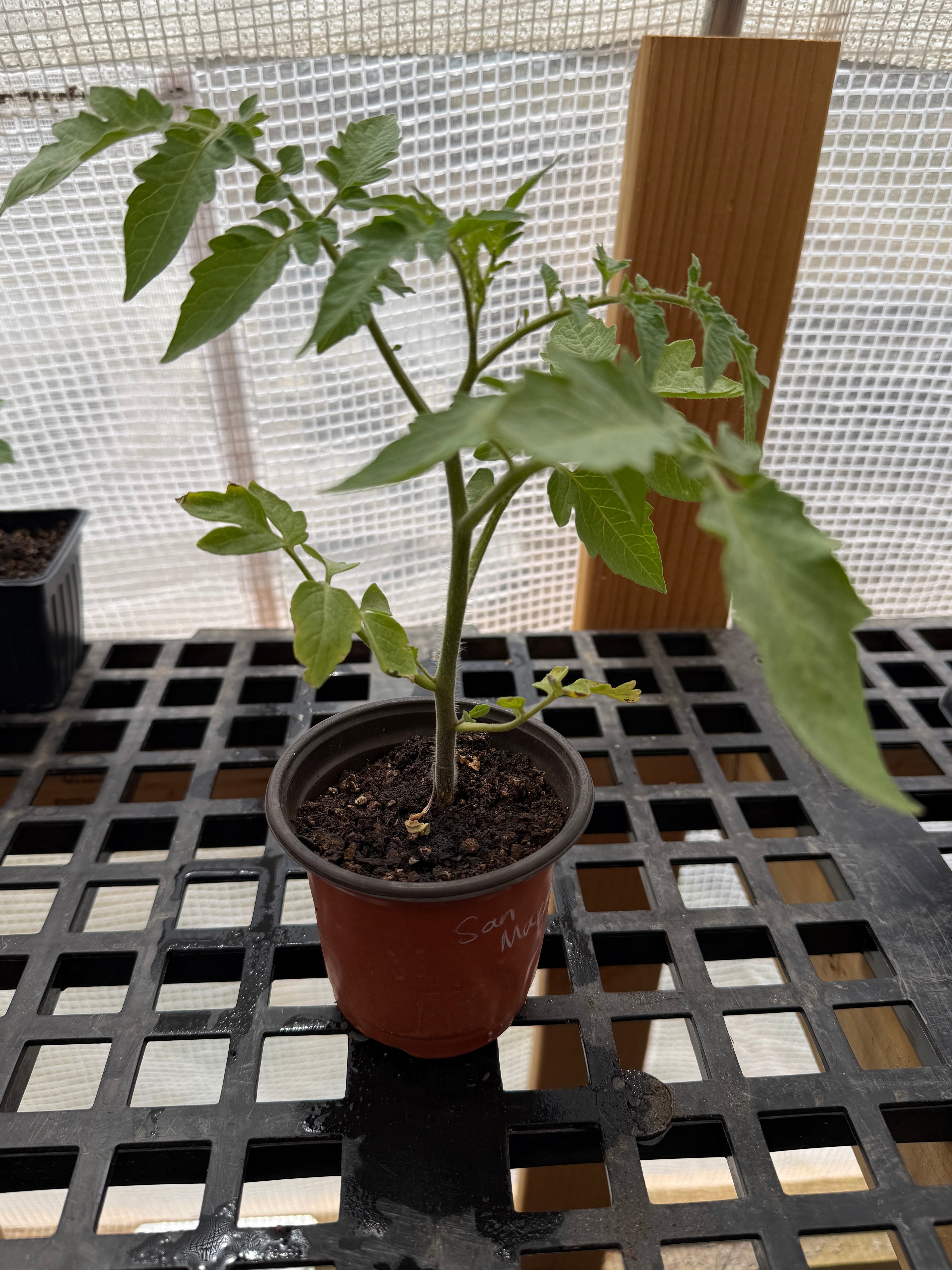 San Marzano Tomato - 3 Inch Plant in 3 Inch Pot