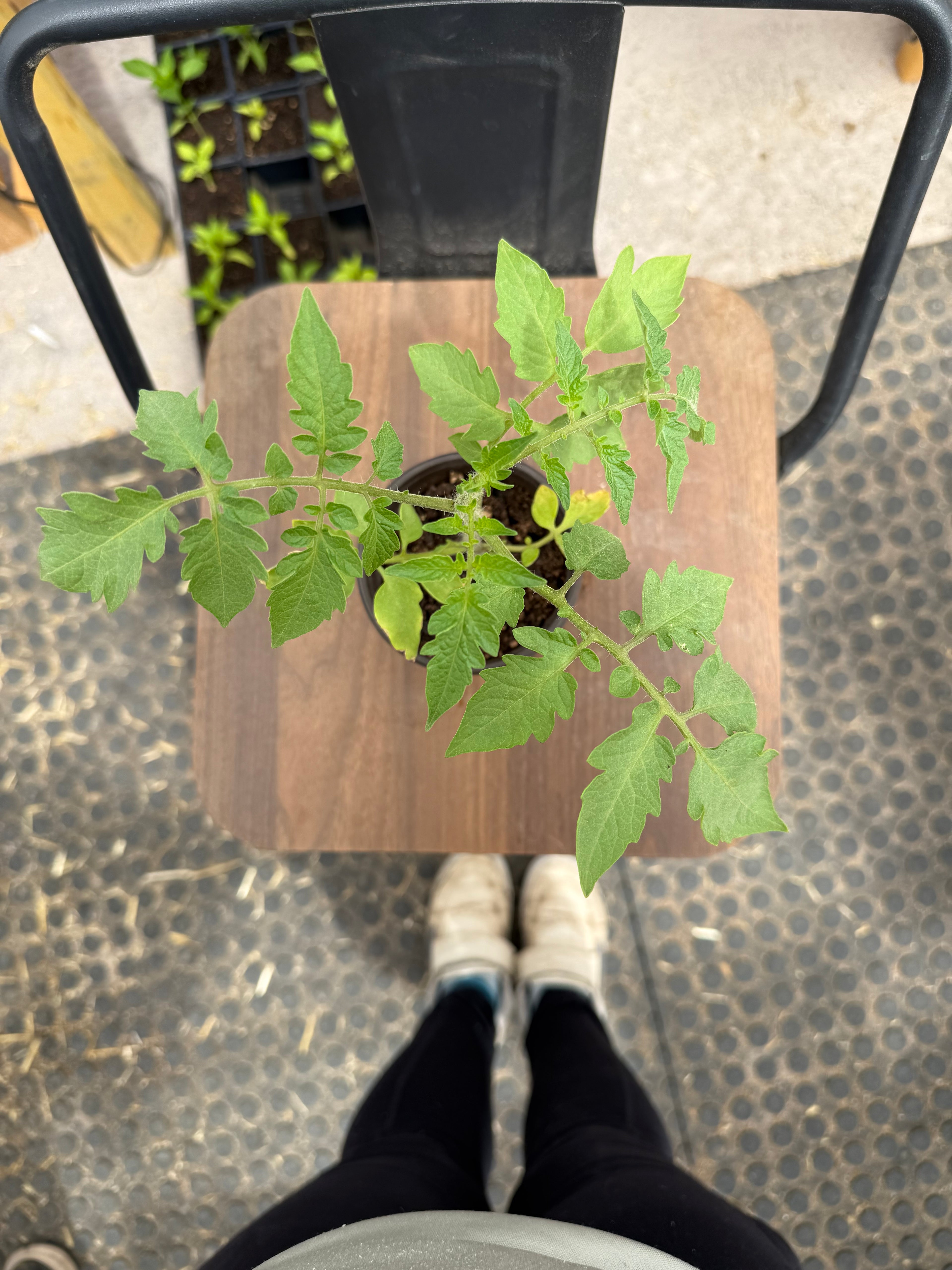 San Marzano Tomato - 3 Inch Plant in 3 Inch Pot