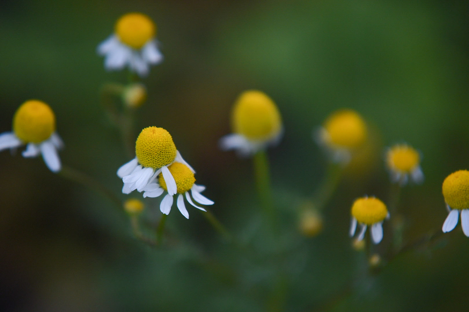 German Chamomile Plant