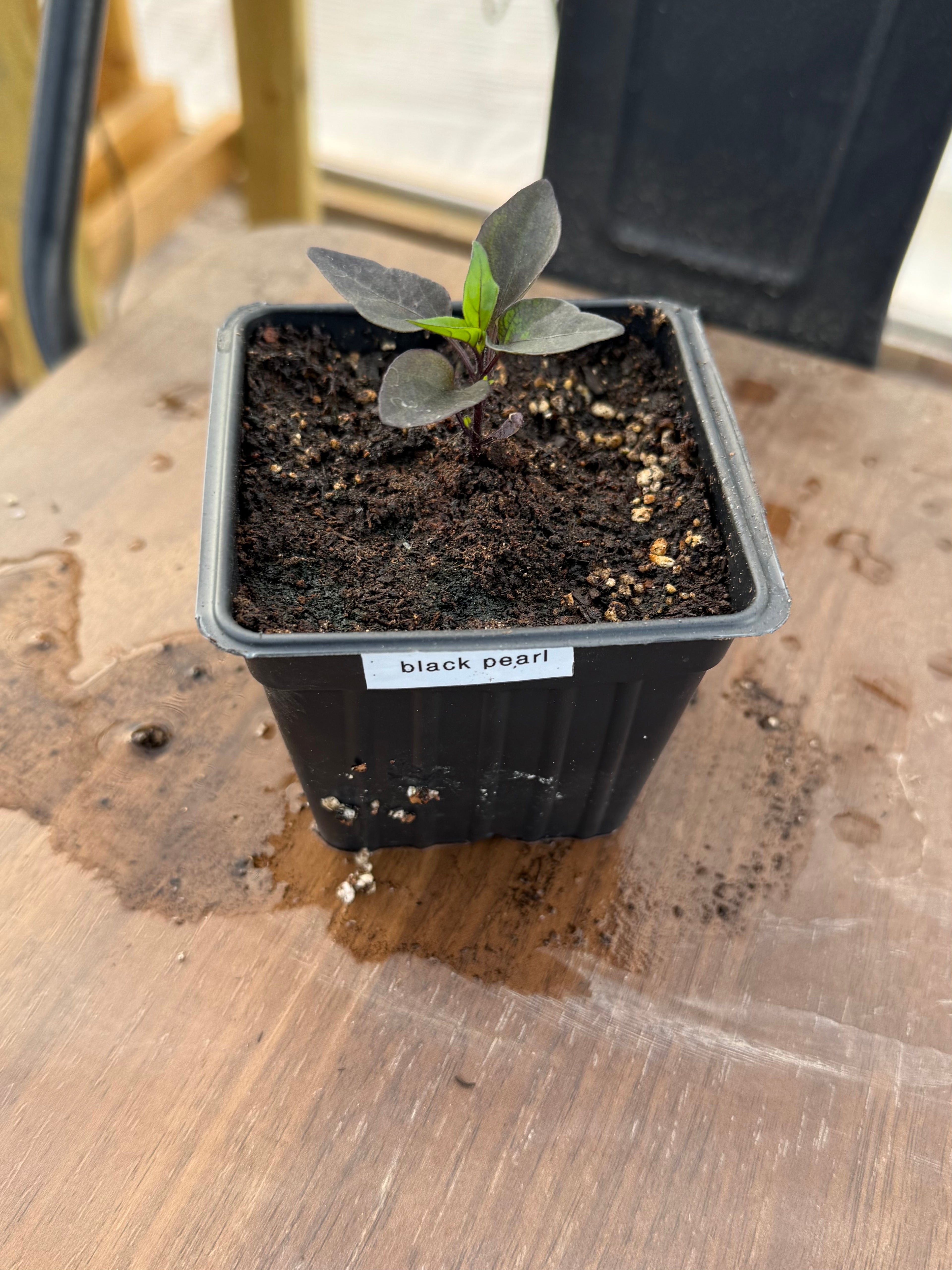 Black Pearl Pepper - 3 Inch Plant Start