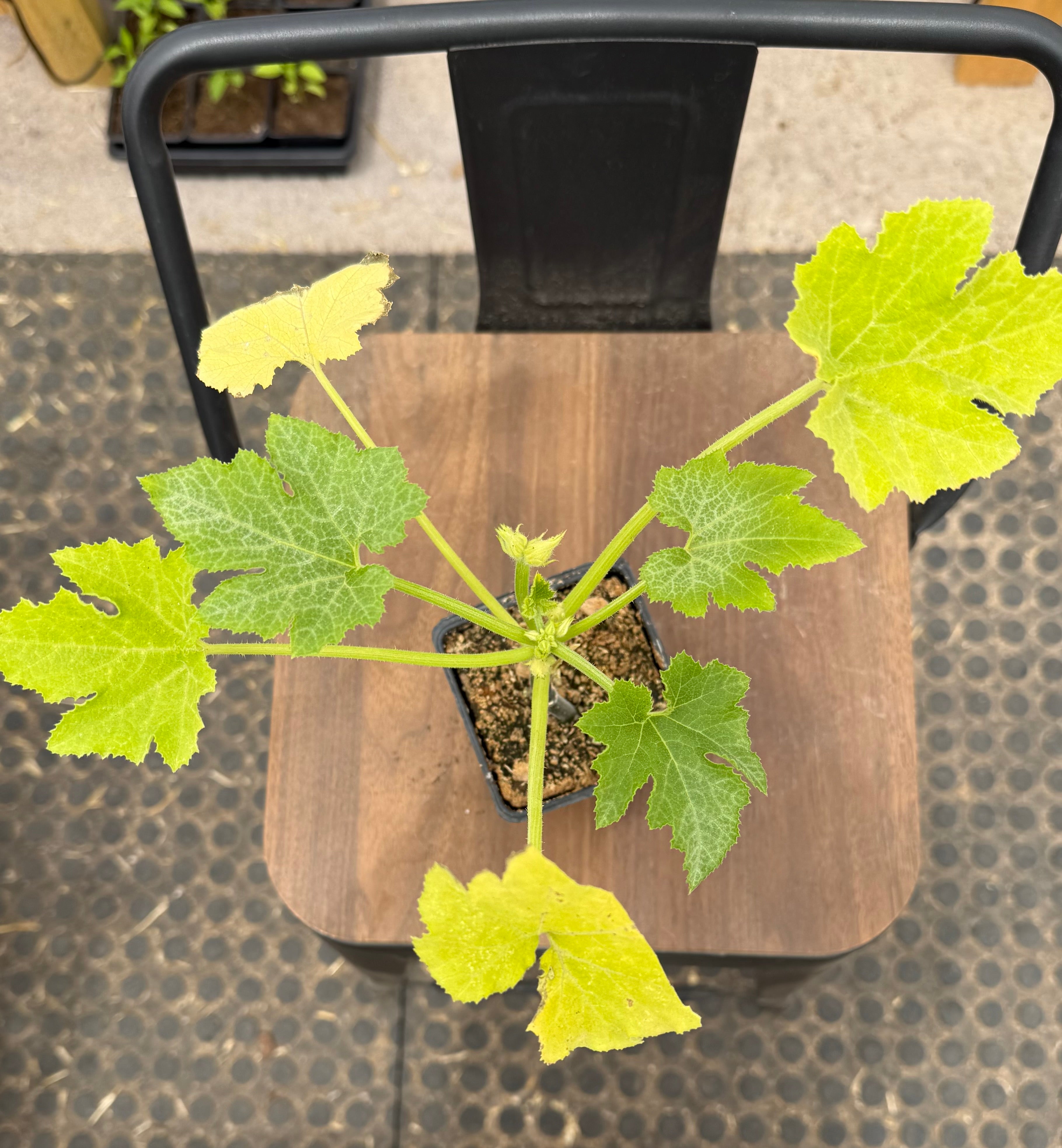 F1 Summer Squash - 3 Inch Pot Plant Start