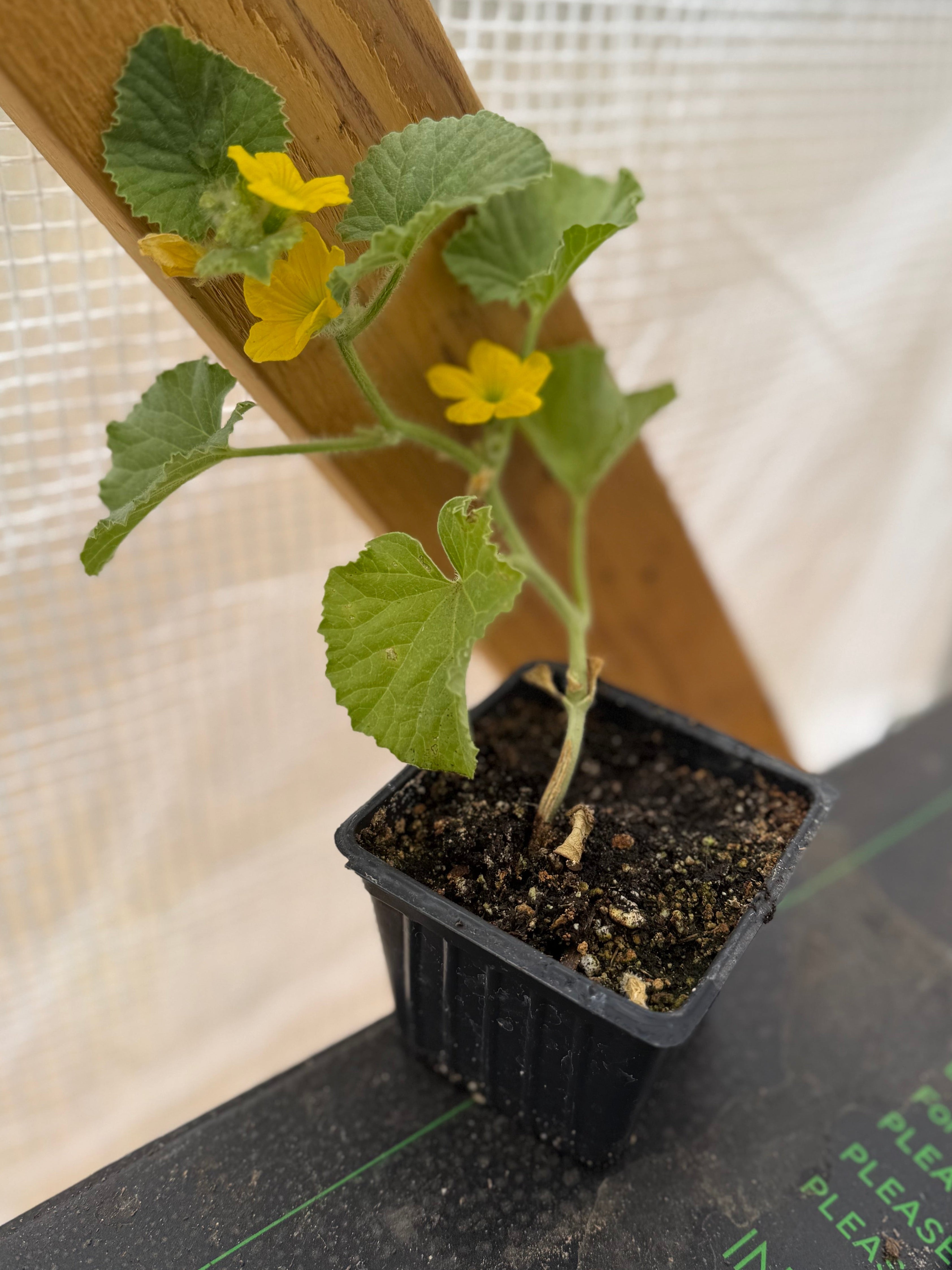 Edisto Cantaloupe – 4 Inch Plant Start in a 3 Inch Pot