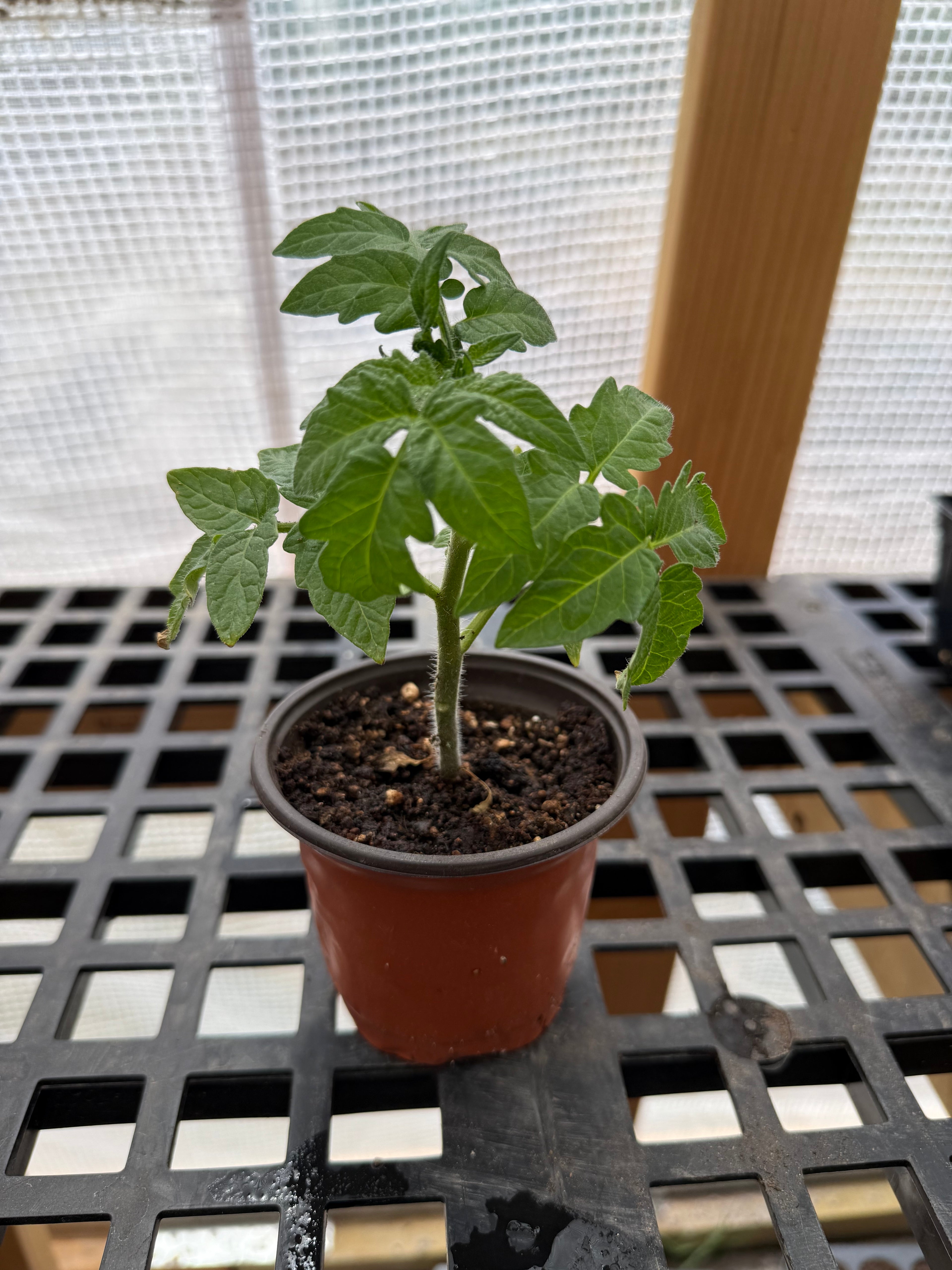 Container’s Choice Red Tomato - 4-6 Inch Plant in 3 Inch Pot