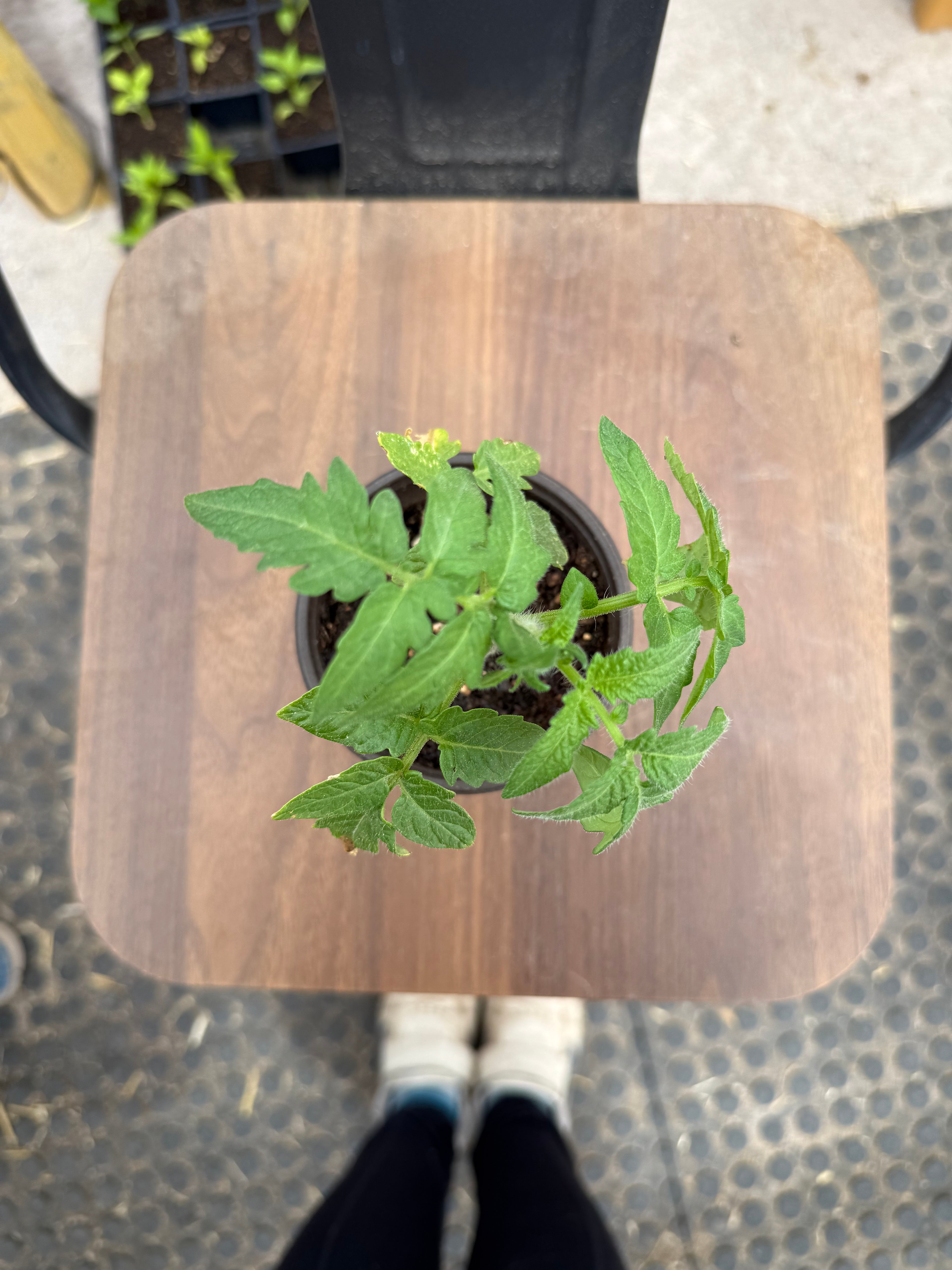 Container’s Choice Red Tomato - 4-6 Inch Plant in 3 Inch Pot