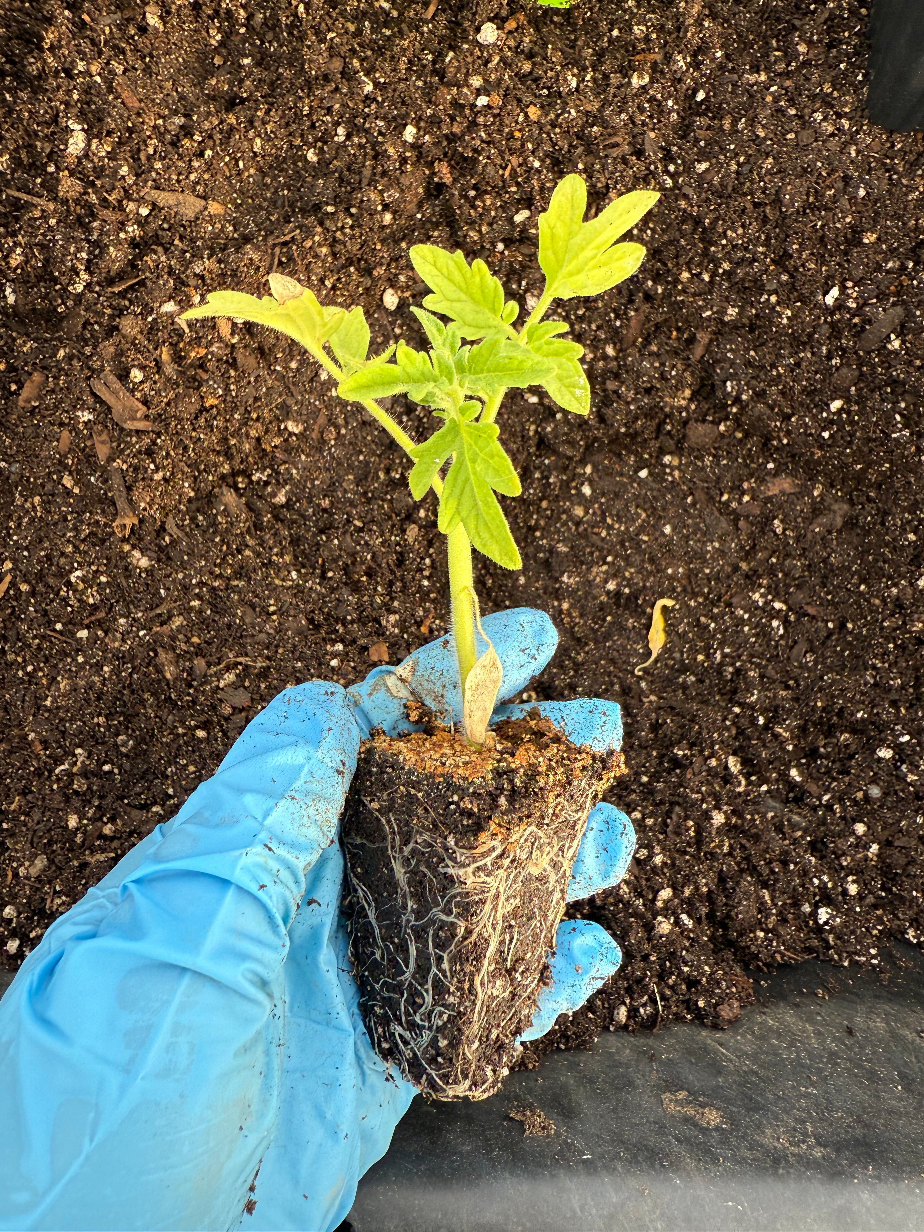 Next Generation Grower – Tomato Plant Start, Container Series
