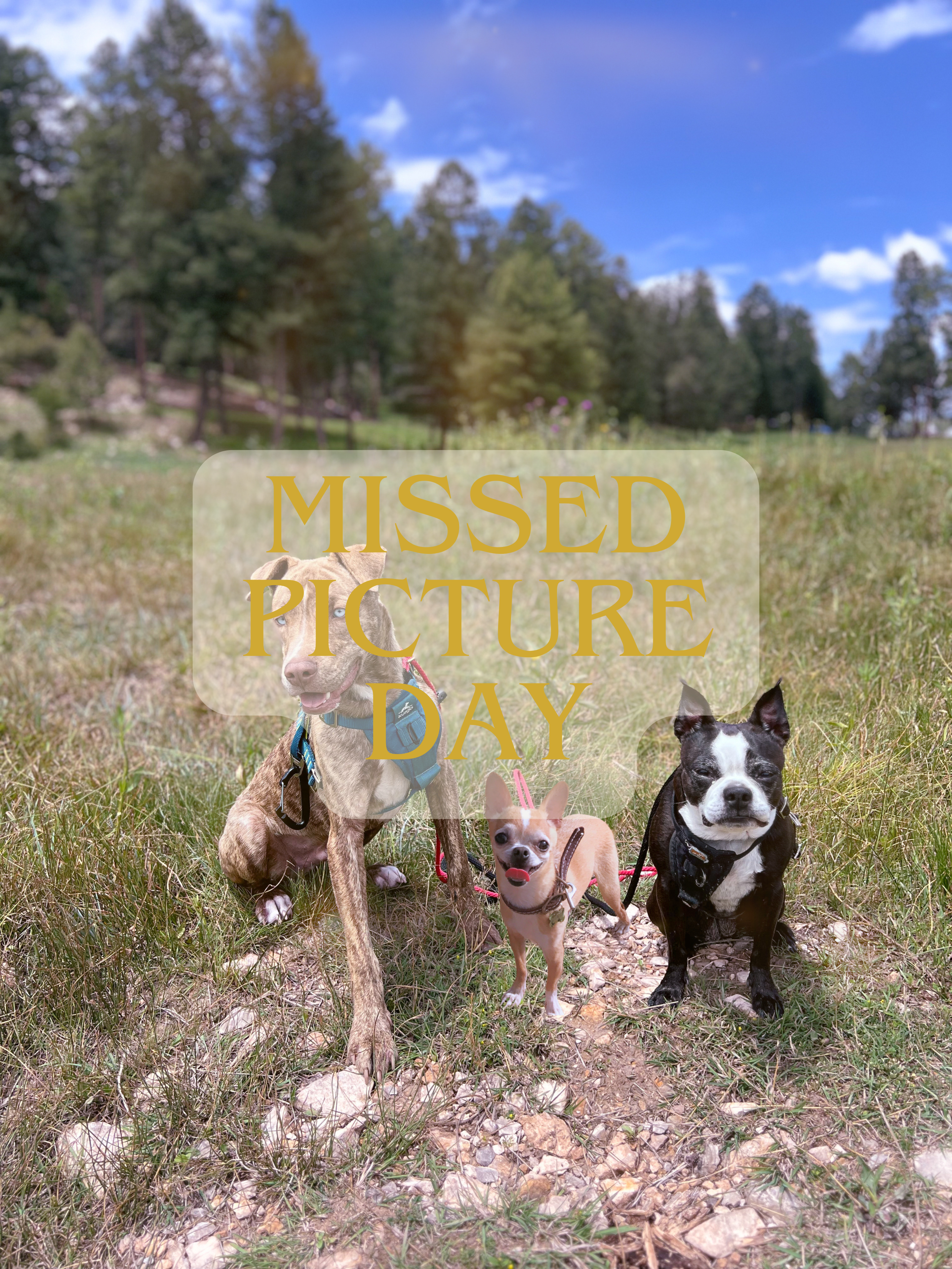 Black Krim Tomato - 3 Inch Plant in 3 Inch Pot