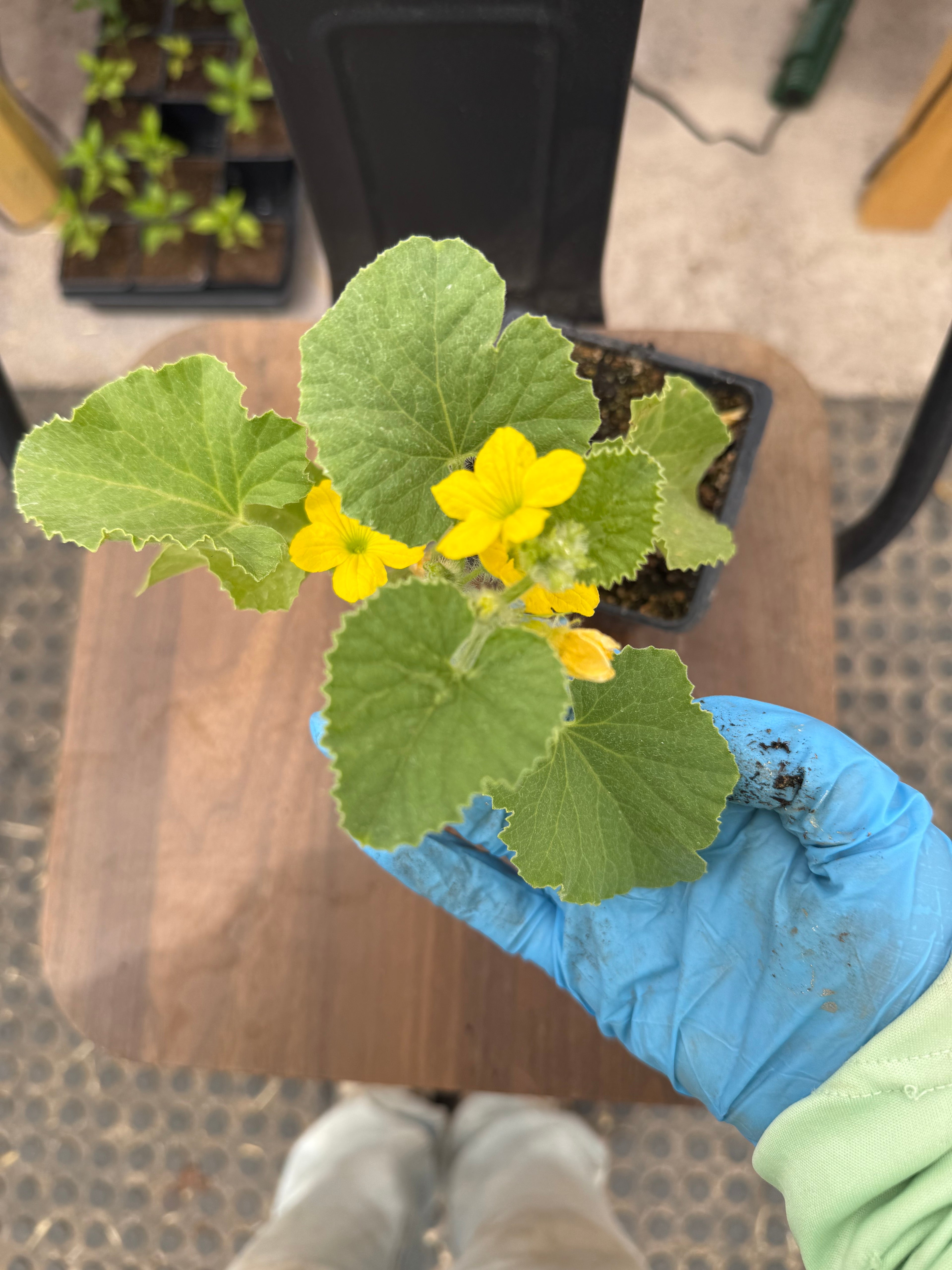 Edisto Cantaloupe – 4 Inch Plant Start in a 3 Inch Pot