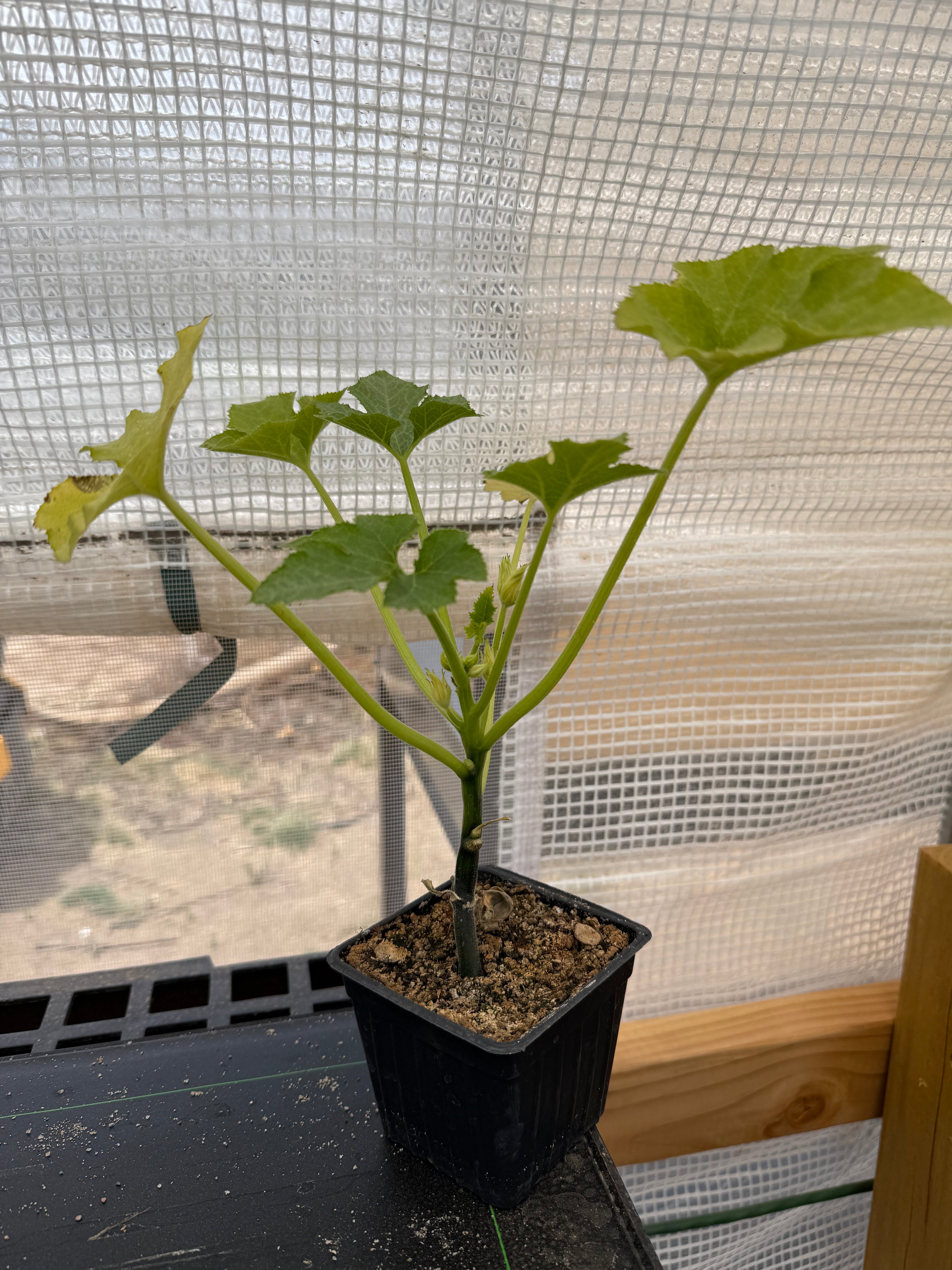 F1 Summer Squash - 3 Inch Pot Plant Start