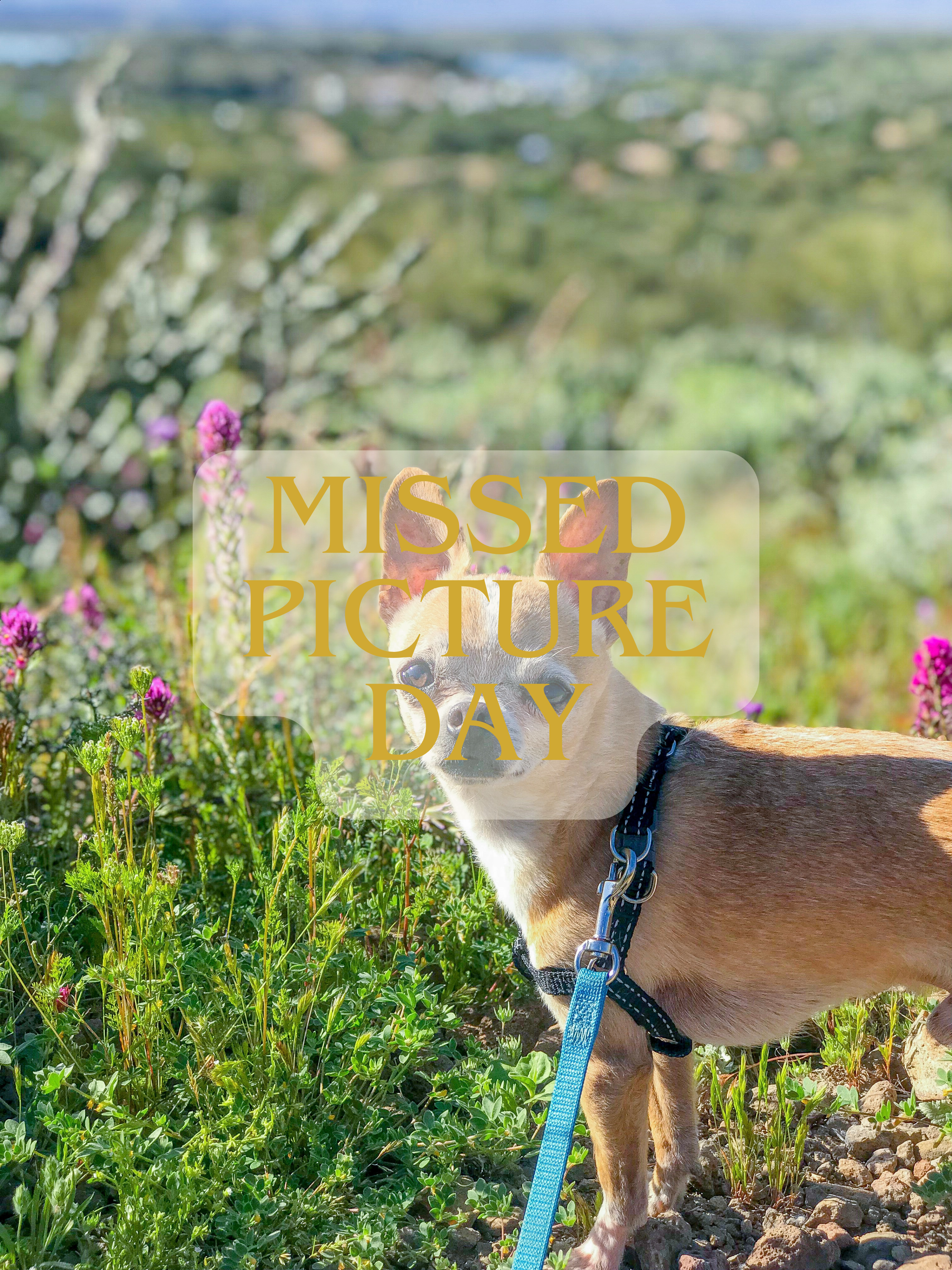 Dahlia – 2 Quart Plant