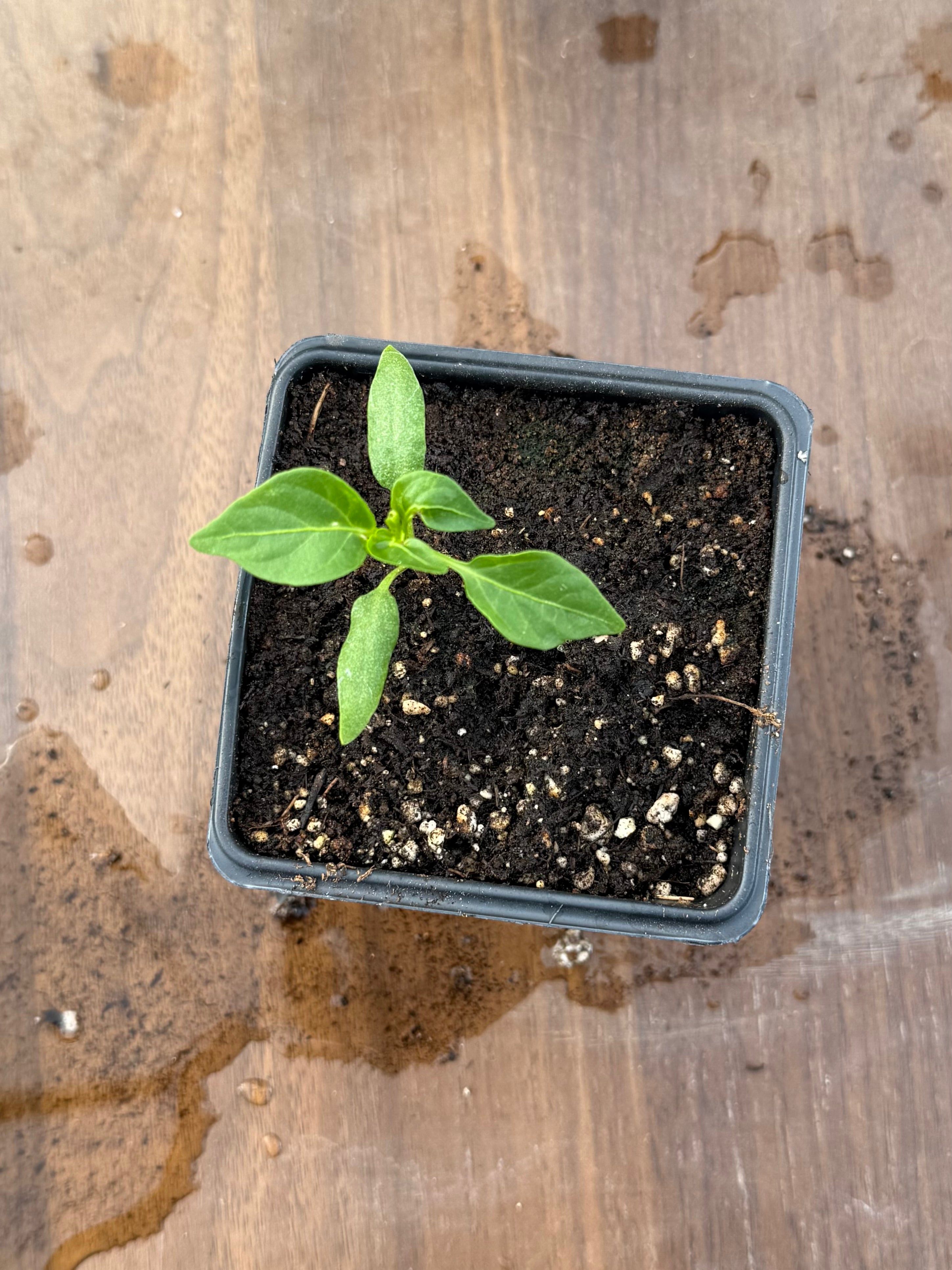 Chiltepin Pepper - 3 Inch Plant Start