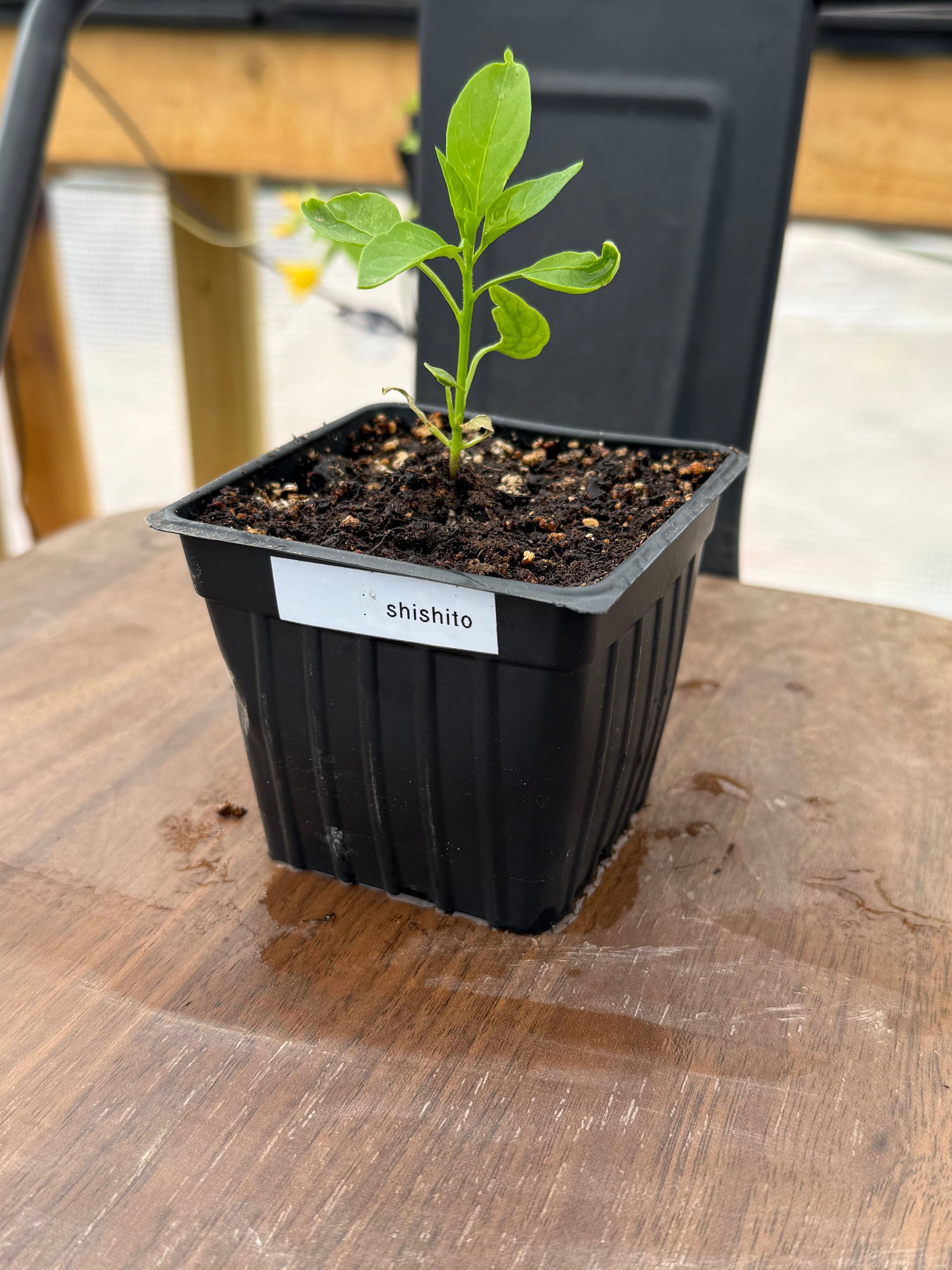Shishito Pepper – 3 Inch Plant Start