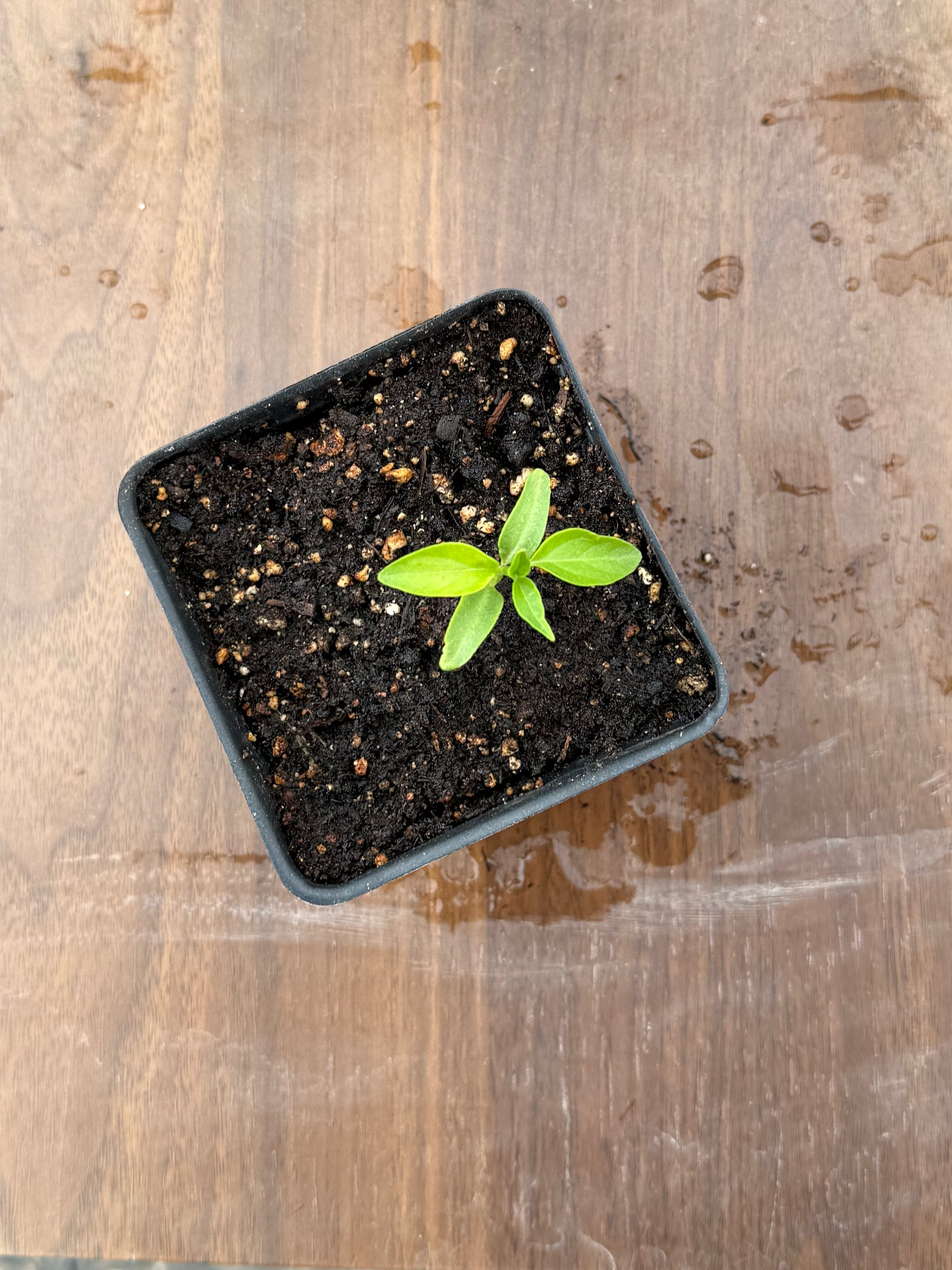 Devil's Serrano Pepper - 2 Inch Starter Plant