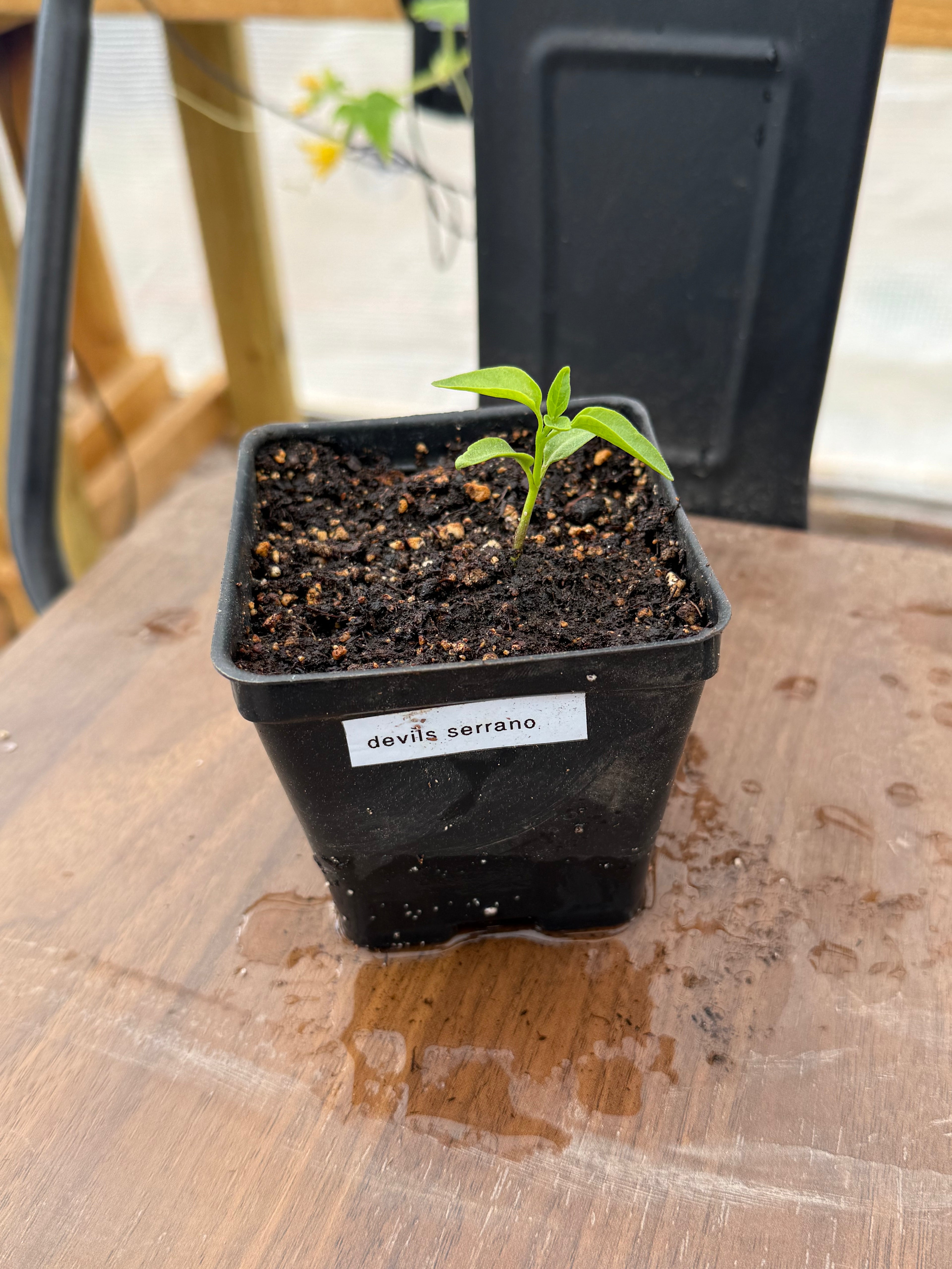 Devil's Serrano Pepper - 2 Inch Starter Plant