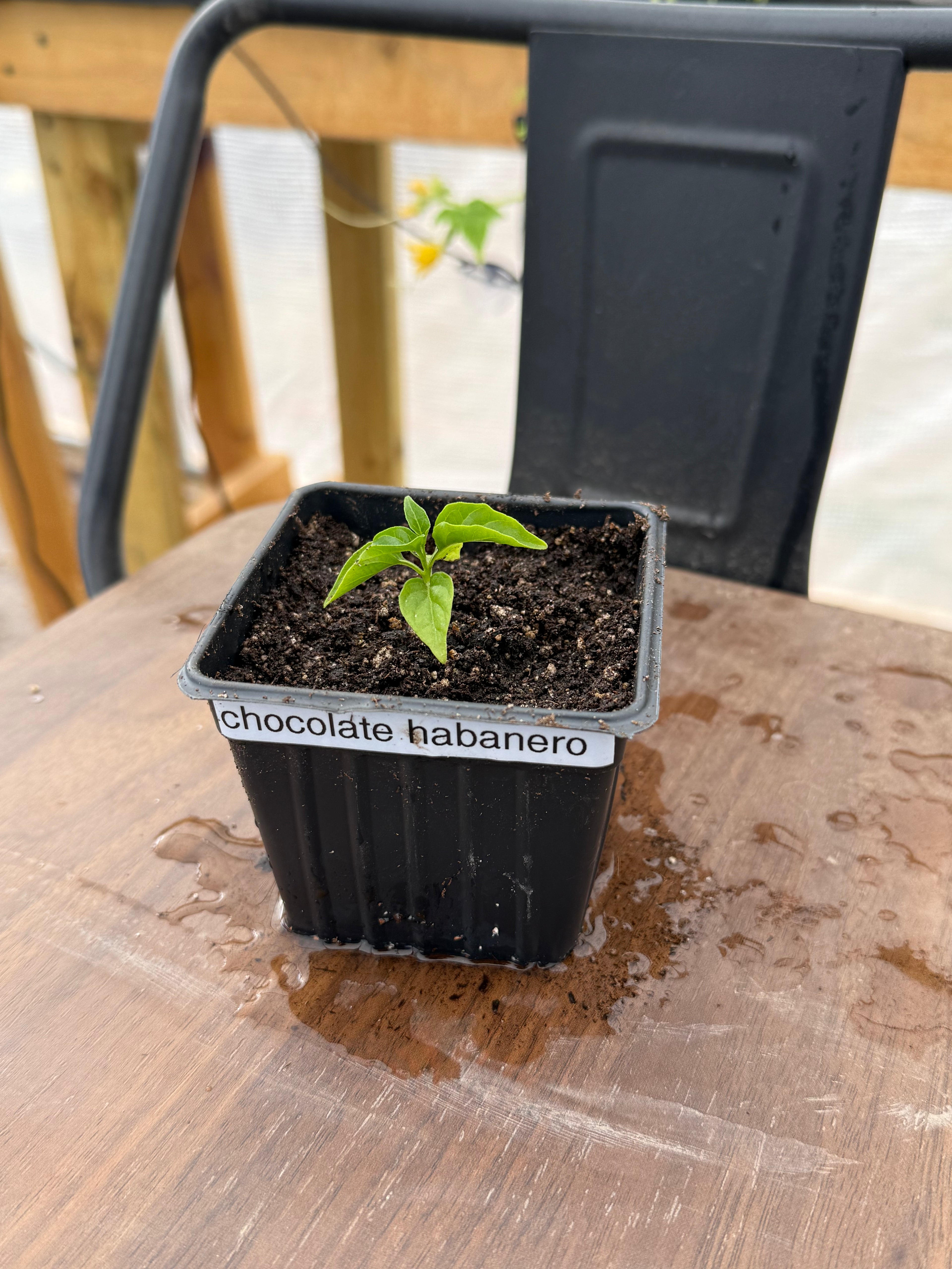 Chocolate Habanero - 2 Inch Starter Plant