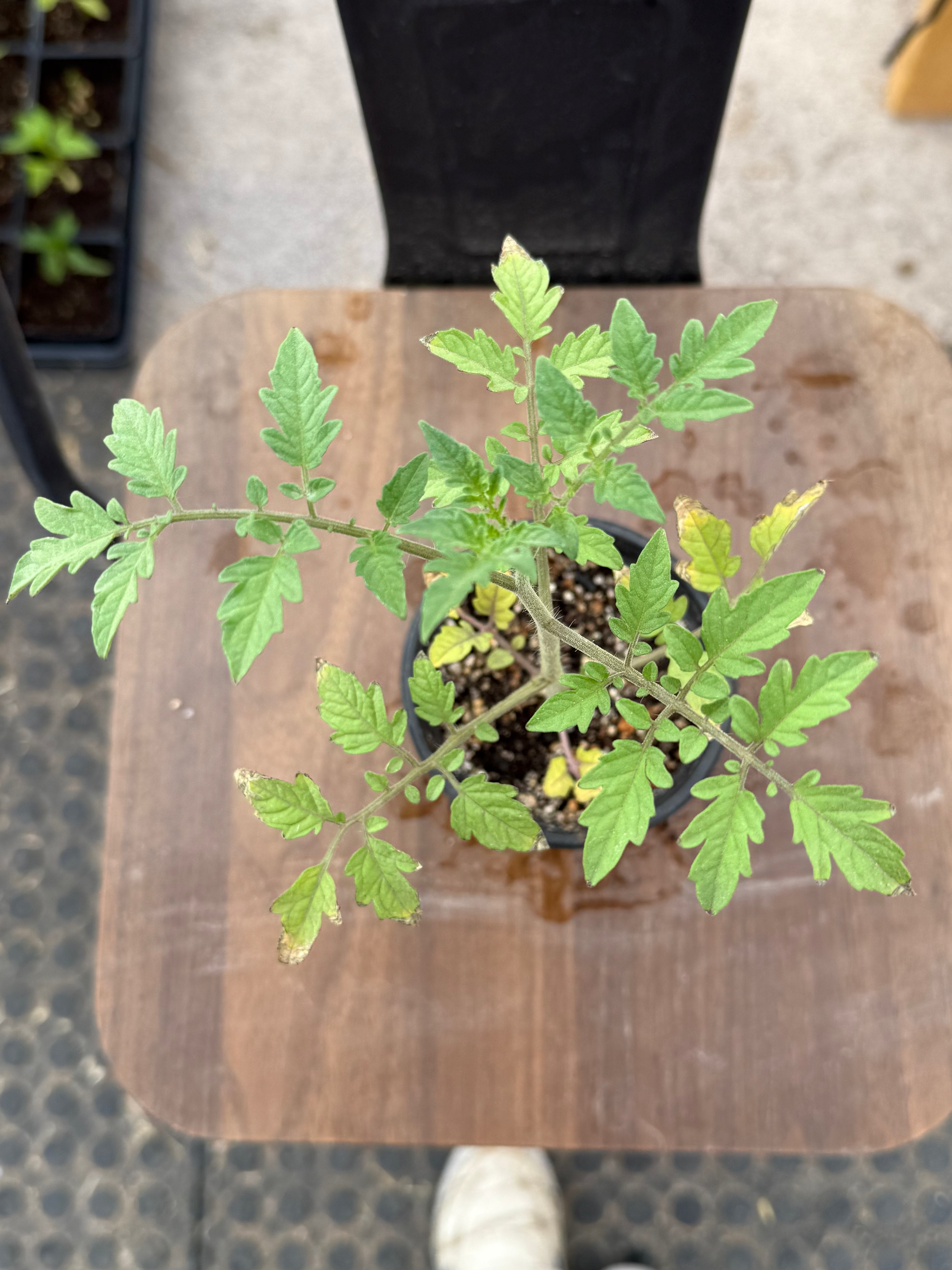 Rainbow Cherry Tomato - 4-6 Inch Plant in 3 Inch Pot