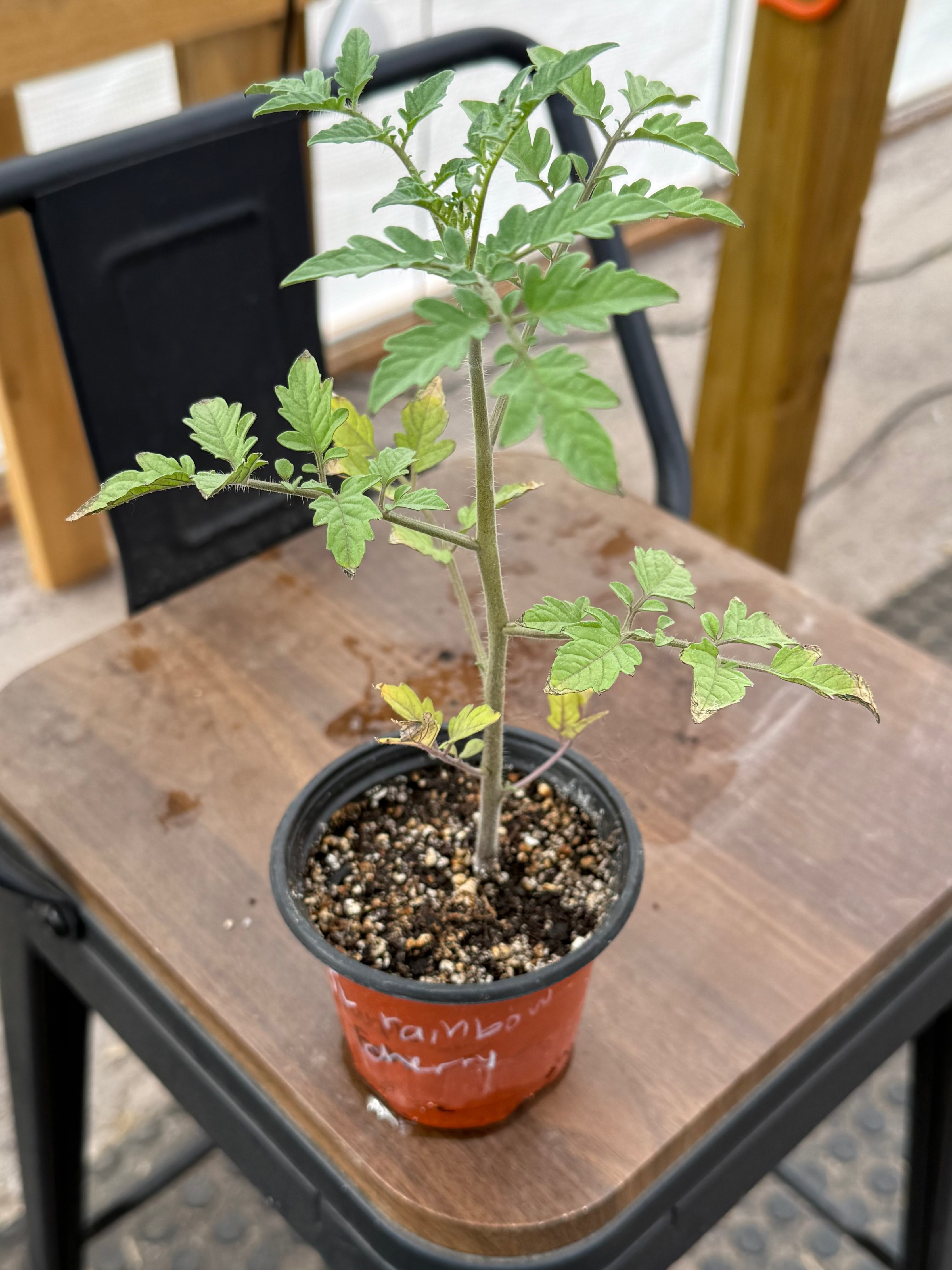 Rainbow Cherry Tomato - 4-6 Inch Plant in 3 Inch Pot