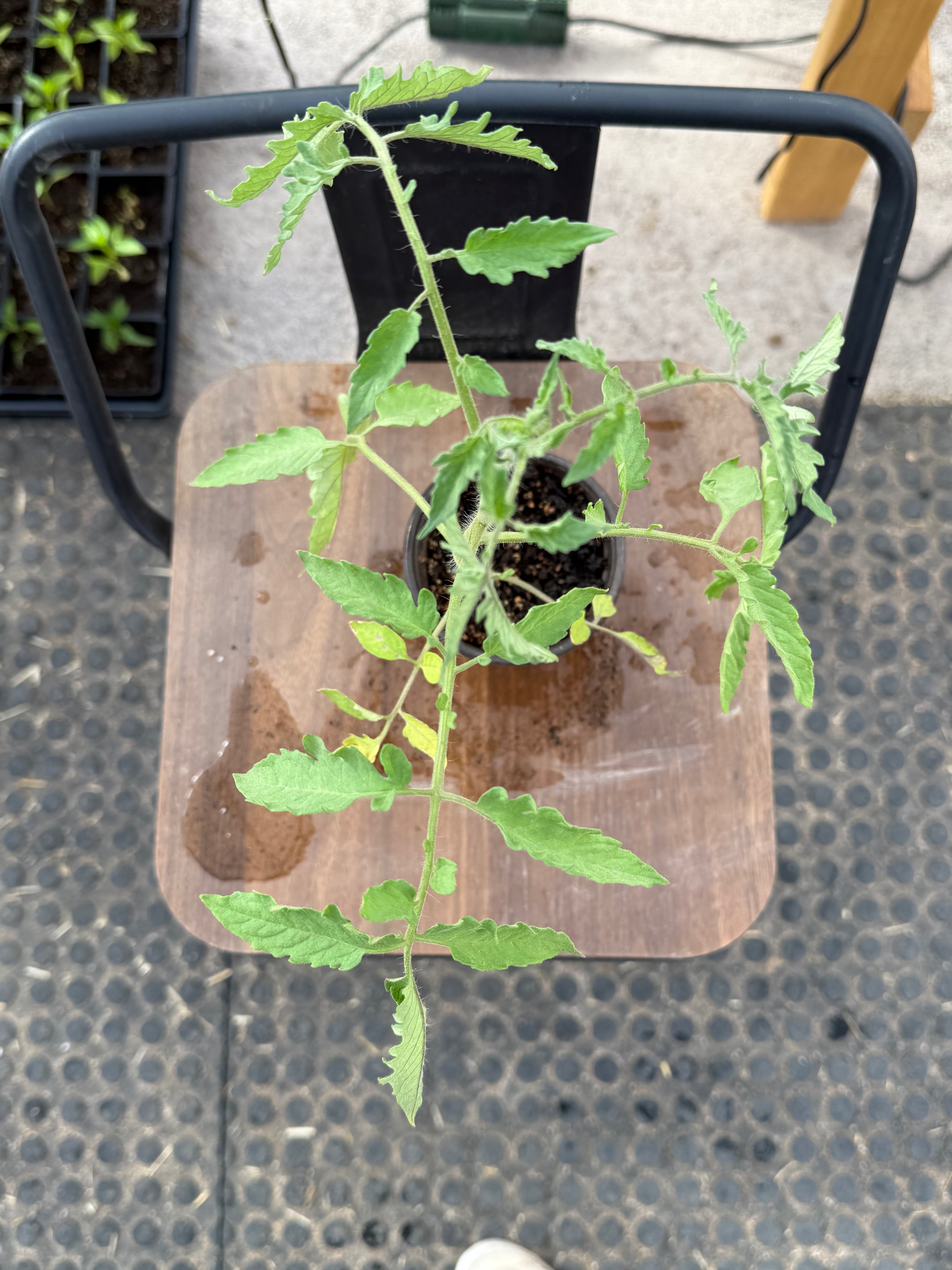 Amish Paste Tomato - 4-6 Inch Plant in 3 Inch Pot