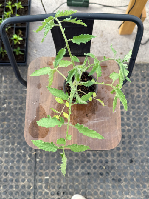 Amish Paste Tomato - 4-6 Inch Plant in 3 Inch Pot