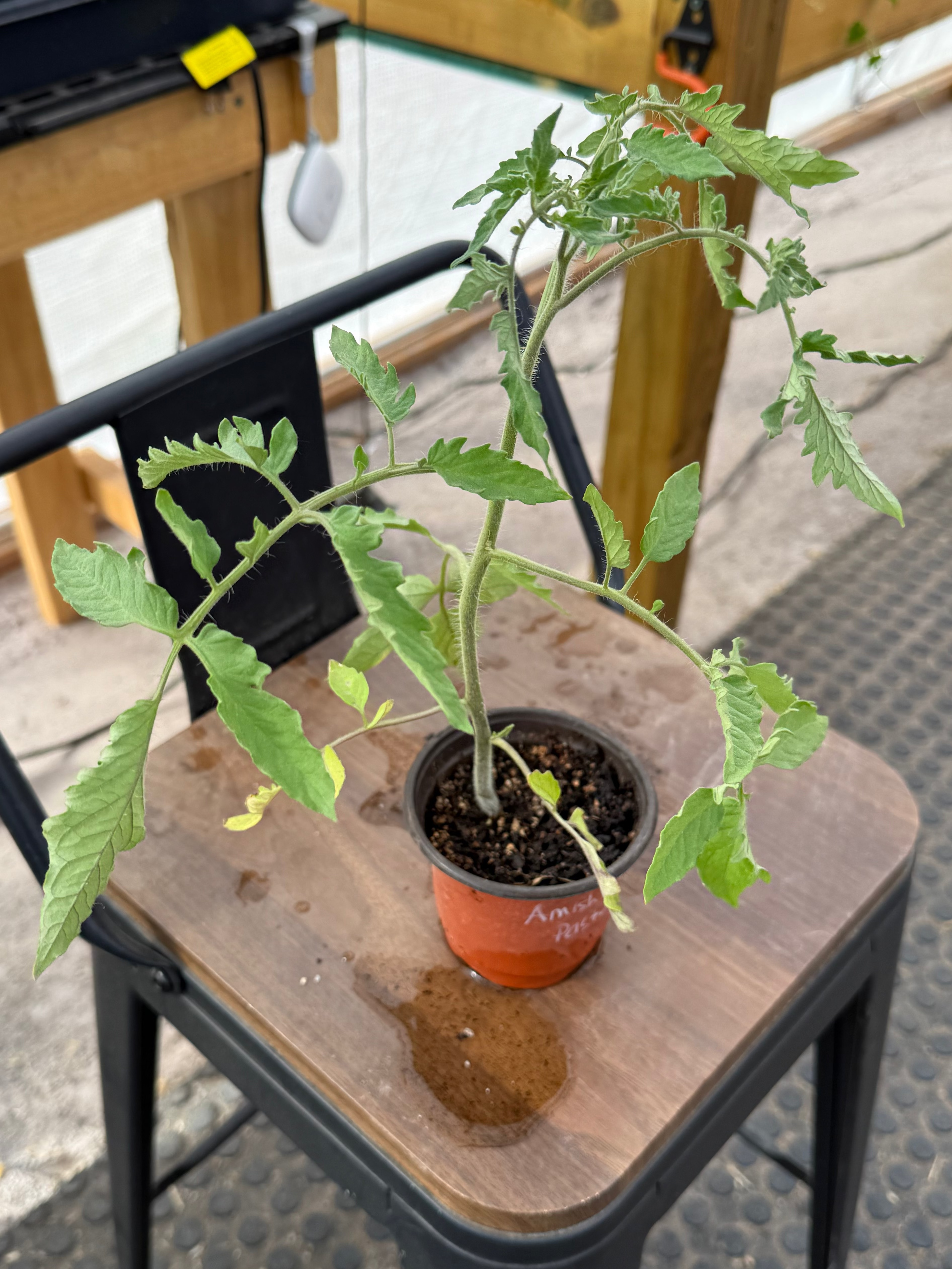 Amish Paste Tomato - 4-6 Inch Plant in 3 Inch Pot