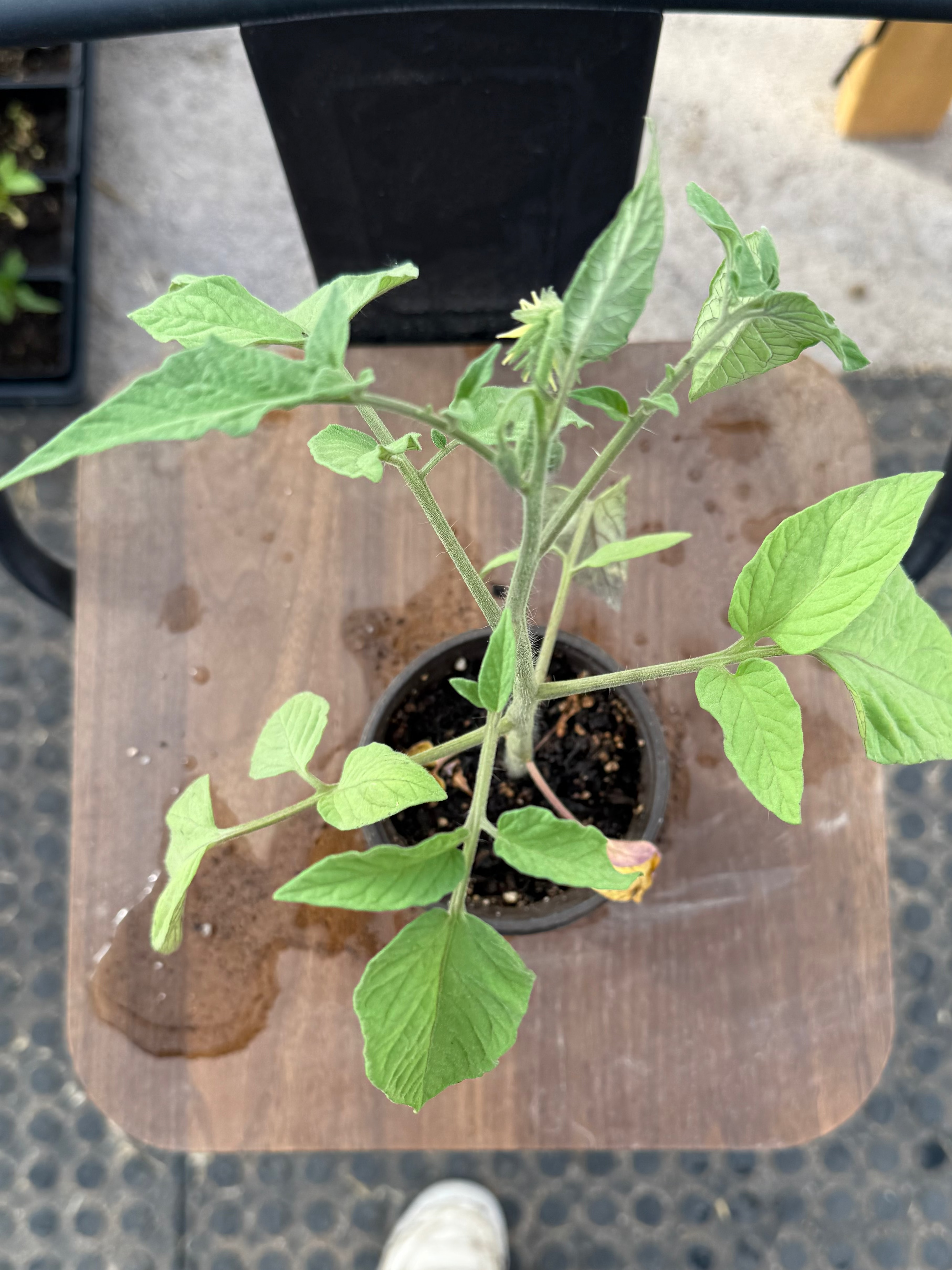 Brandymaster Tomato - 4-6 Inch Plant in 3 Inch Pot