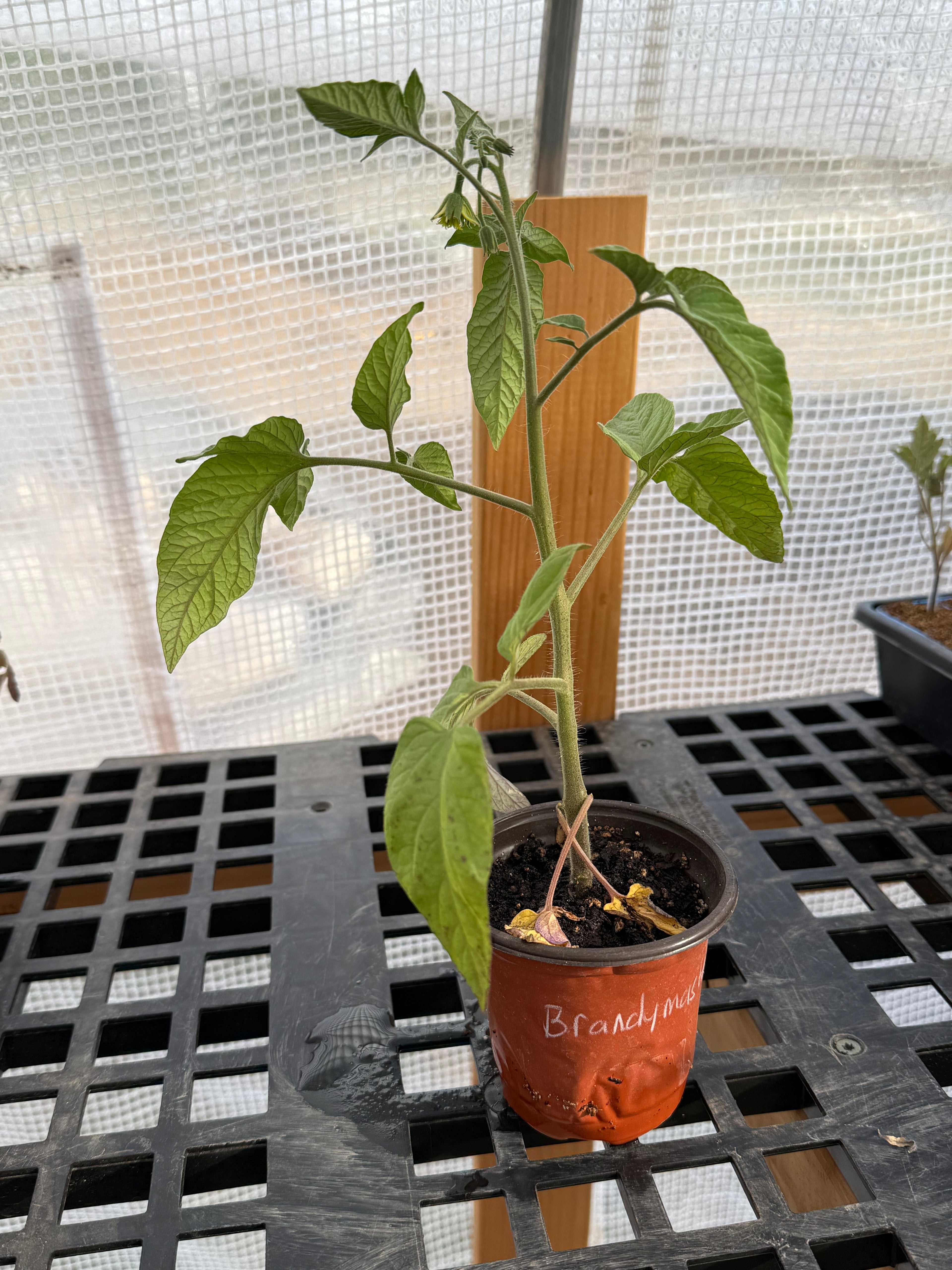 Brandymaster Tomato - 4-6 Inch Plant in 3 Inch Pot