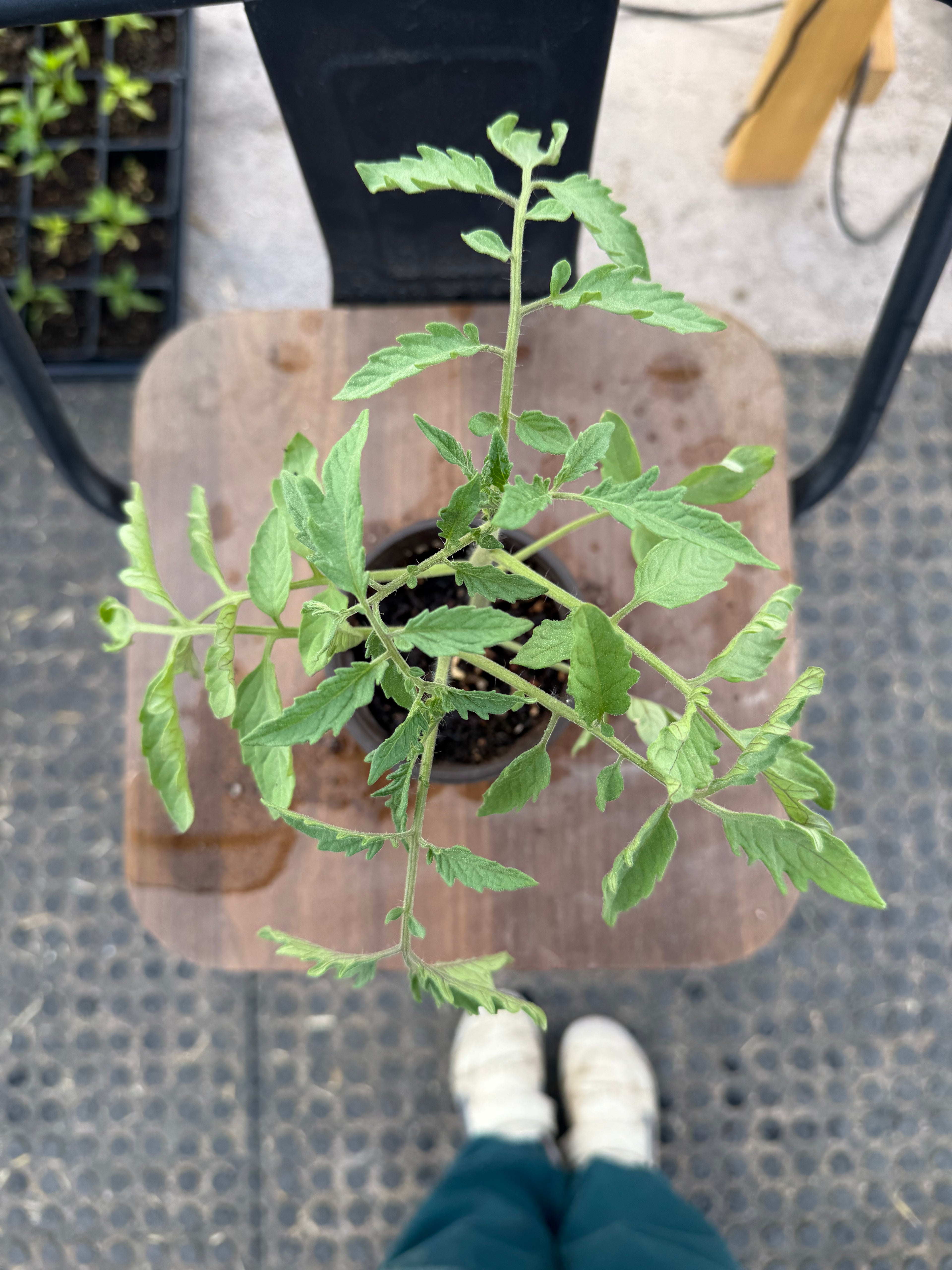 Cherokee Purple Tomato - 4-6 Inch Plant in 3 Inch Pot