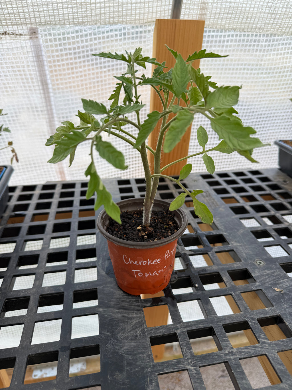 Cherokee Purple Tomato - 4-6 Inch Plant in 3 Inch Pot