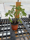 Cherokee Purple Tomato - 4-6 Inch Plant in 3 Inch Pot