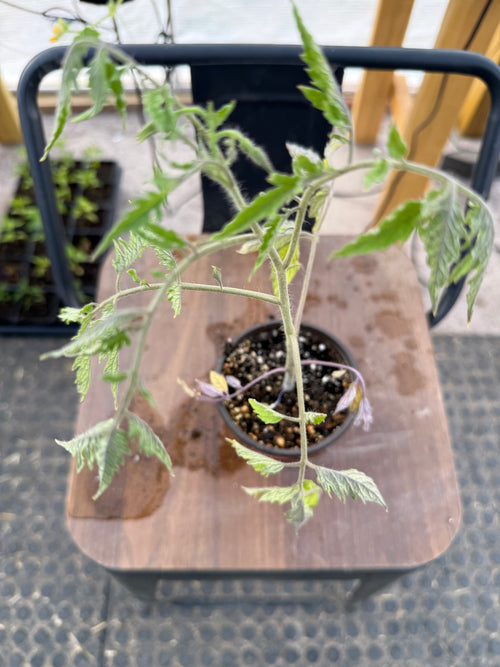 Banana Legs Tomato - 4-6 Inch Plant in 3 Inch Pot