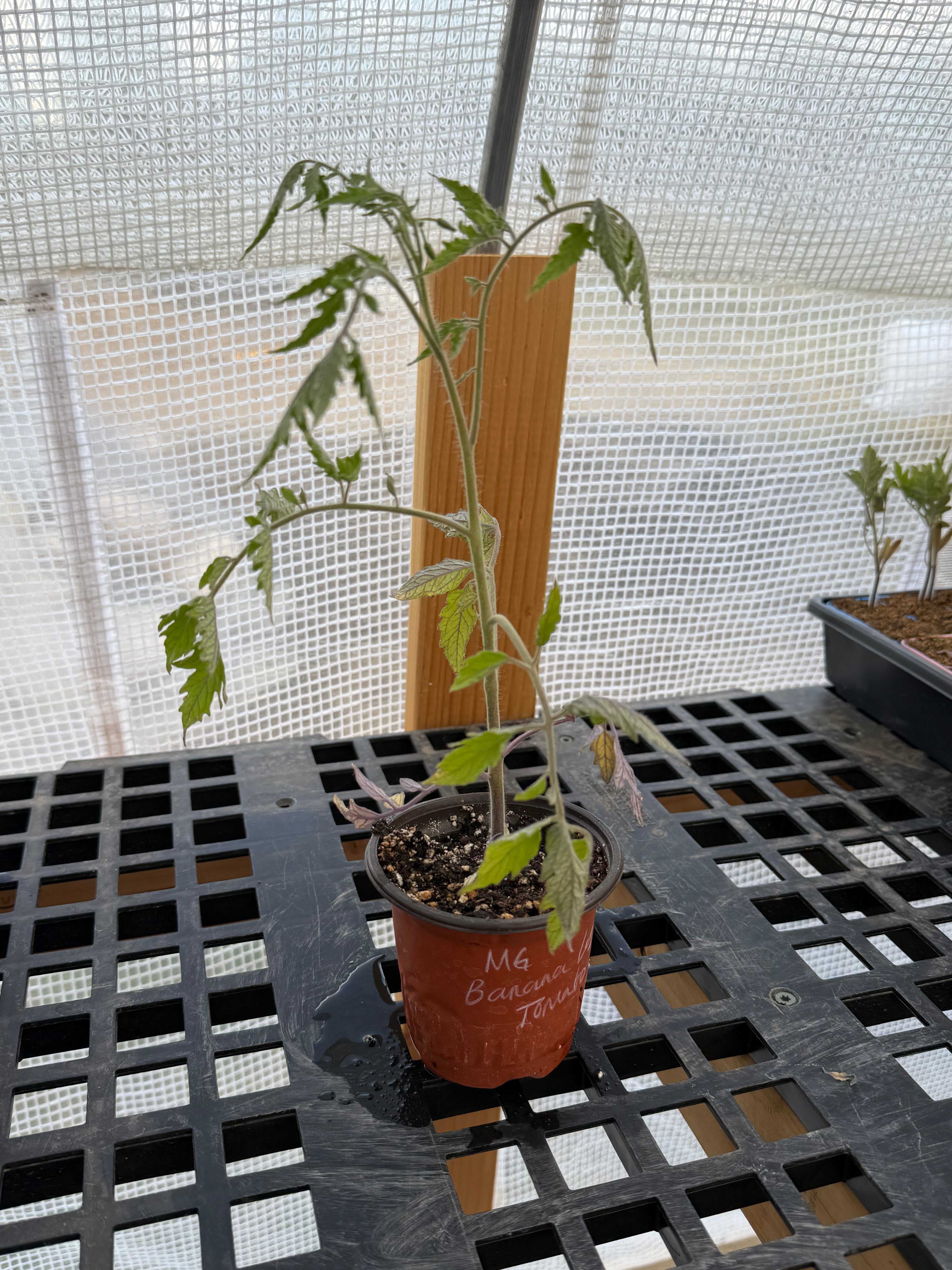 Banana Legs Tomato - 4-6 Inch Plant in 3 Inch Pot