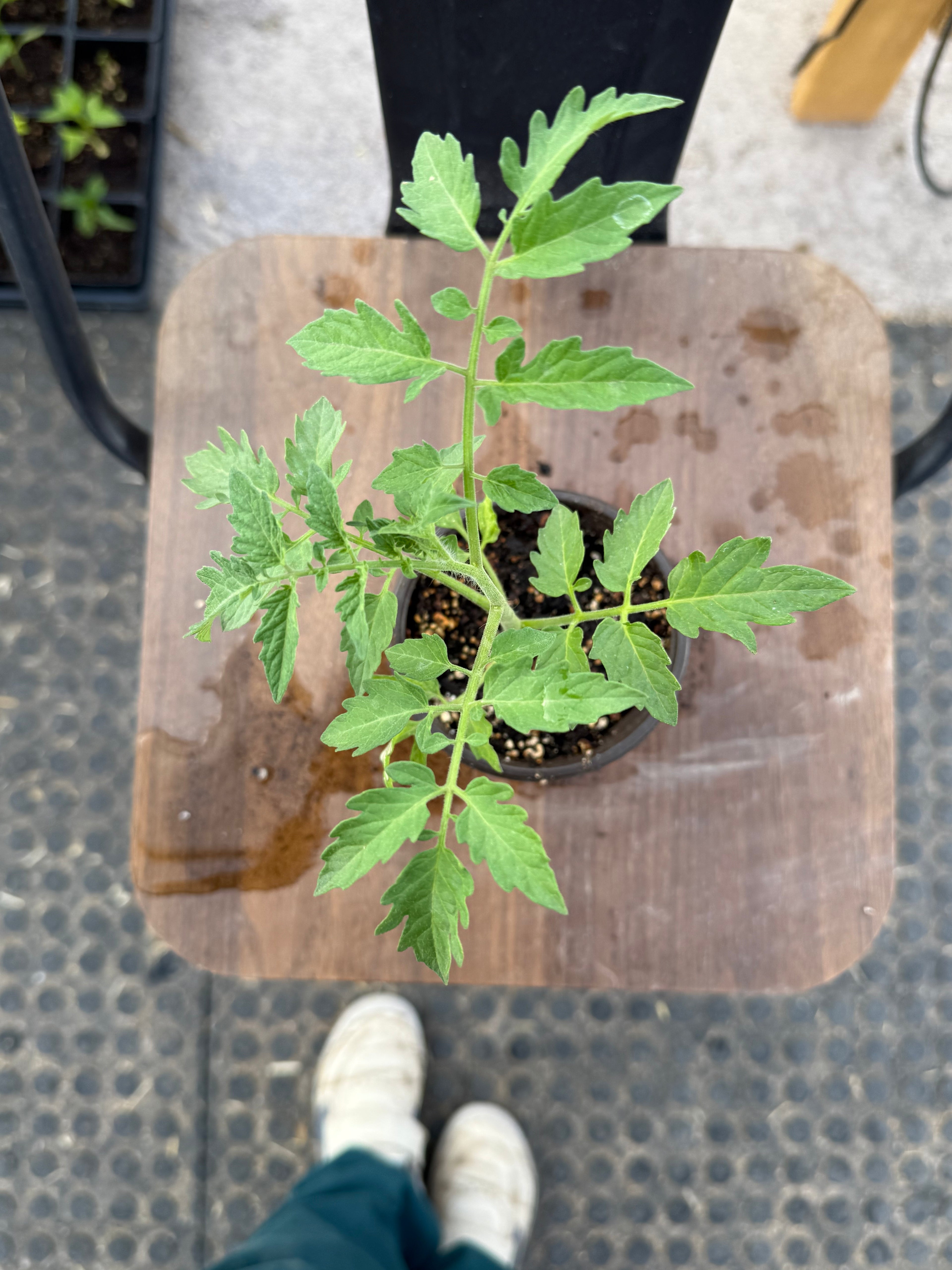 Black Cherry Tomato - 4-6 Inch Plant in 3 Inch Pot