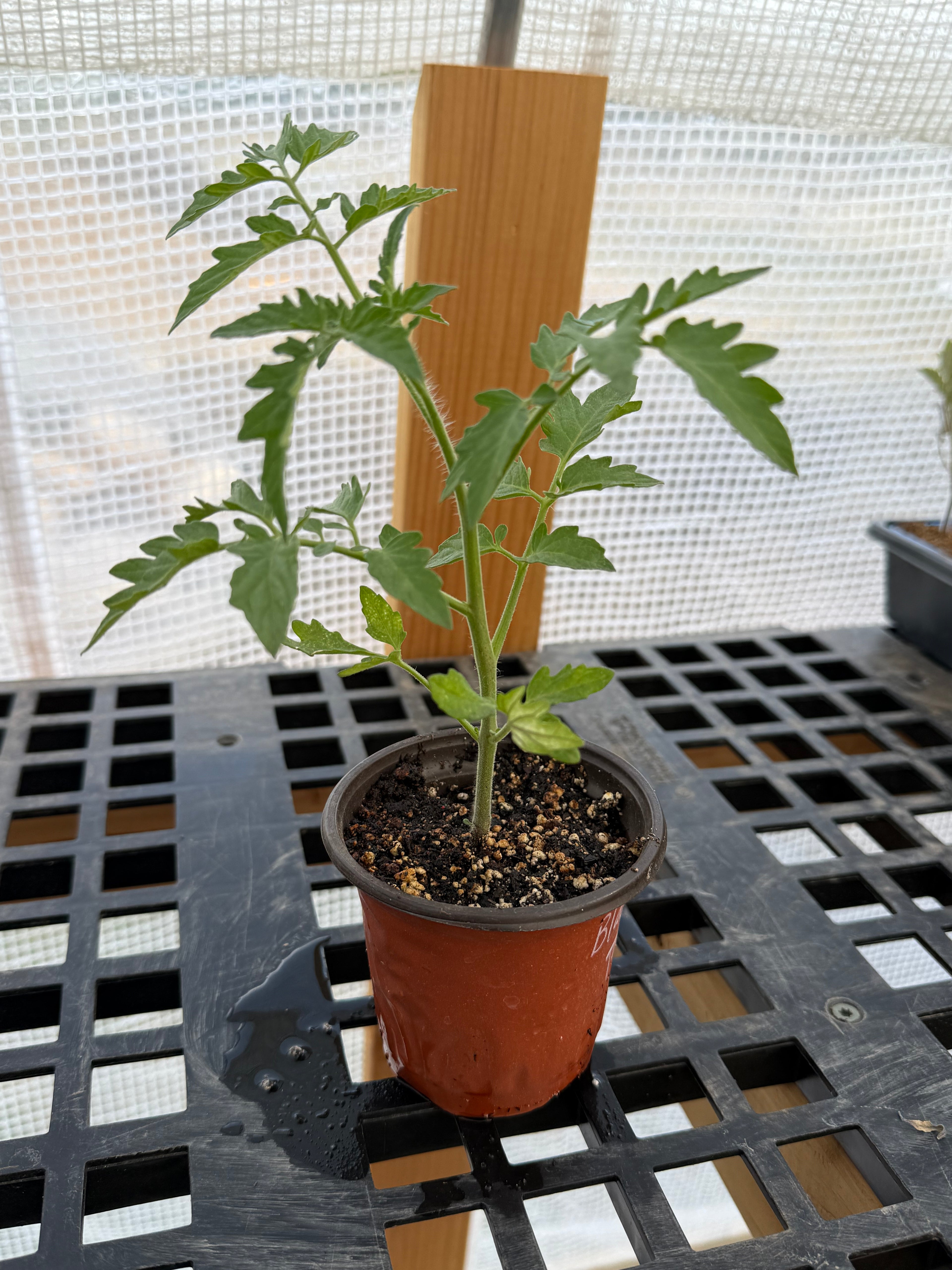 Black Cherry Tomato - 4-6 Inch Plant in 3 Inch Pot