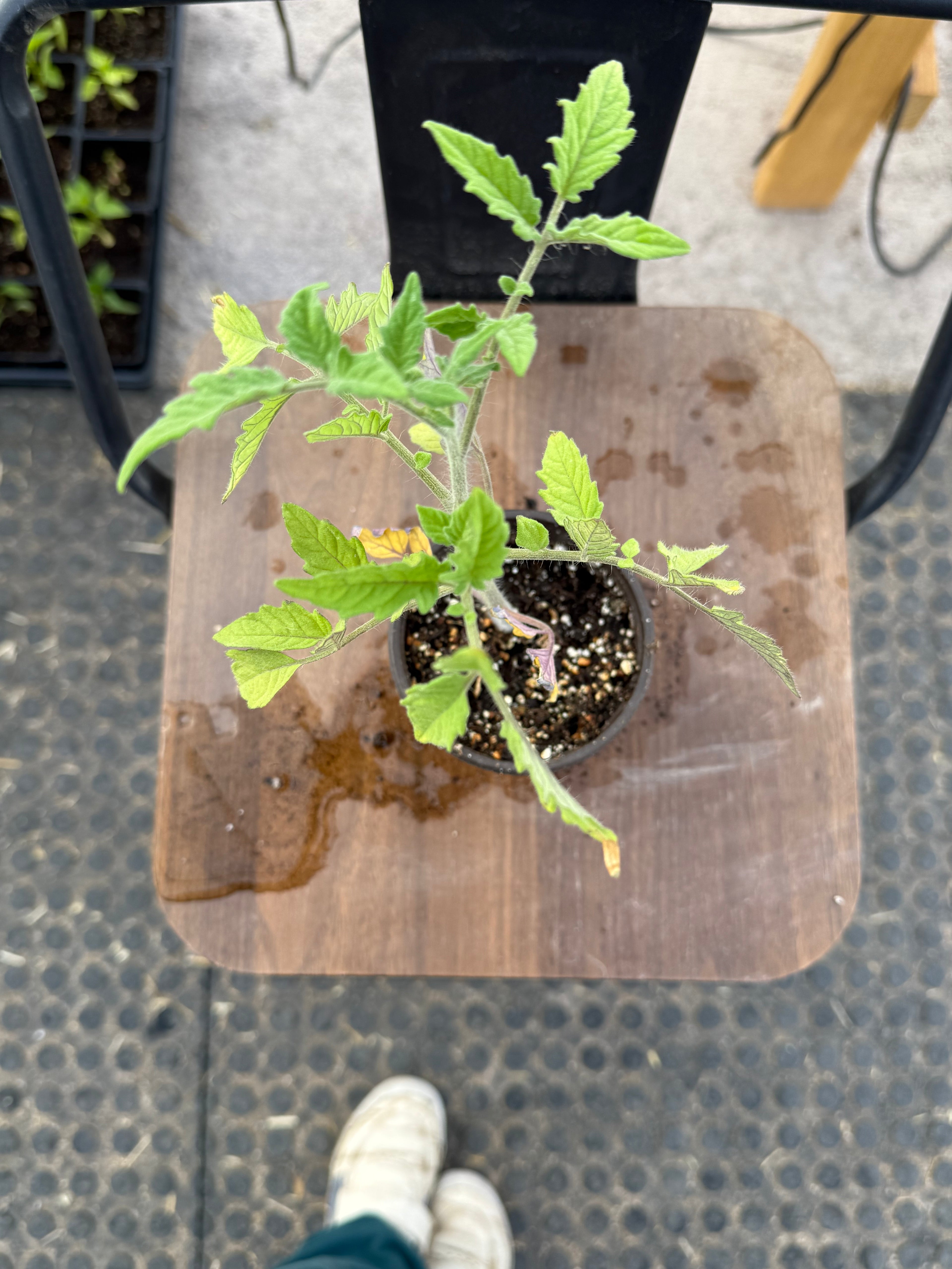 Rainbow Tomato - 4-6 Inch Plant in 3 Inch Pot