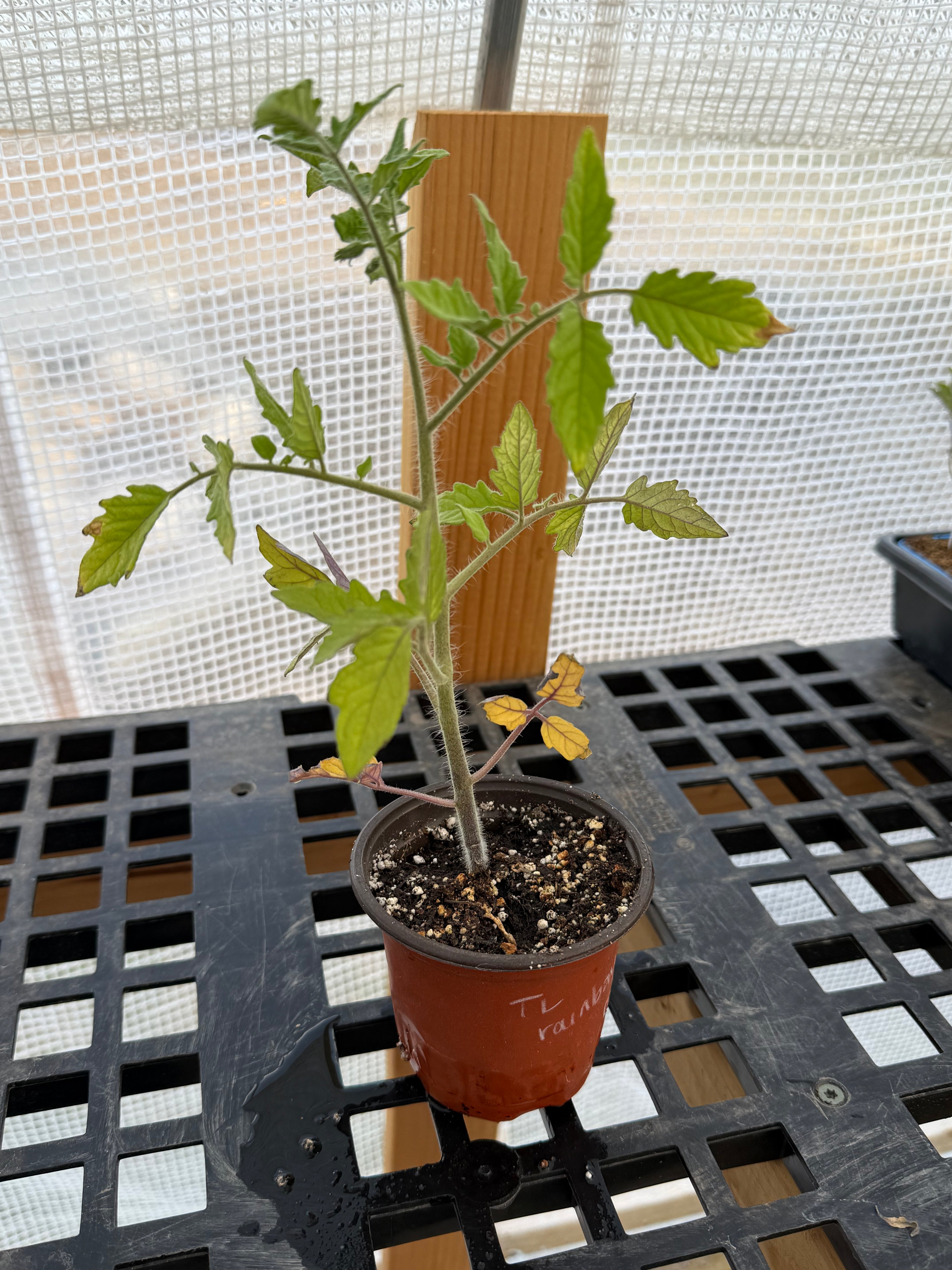 Rainbow Tomato - 4-6 Inch Plant in 3 Inch Pot