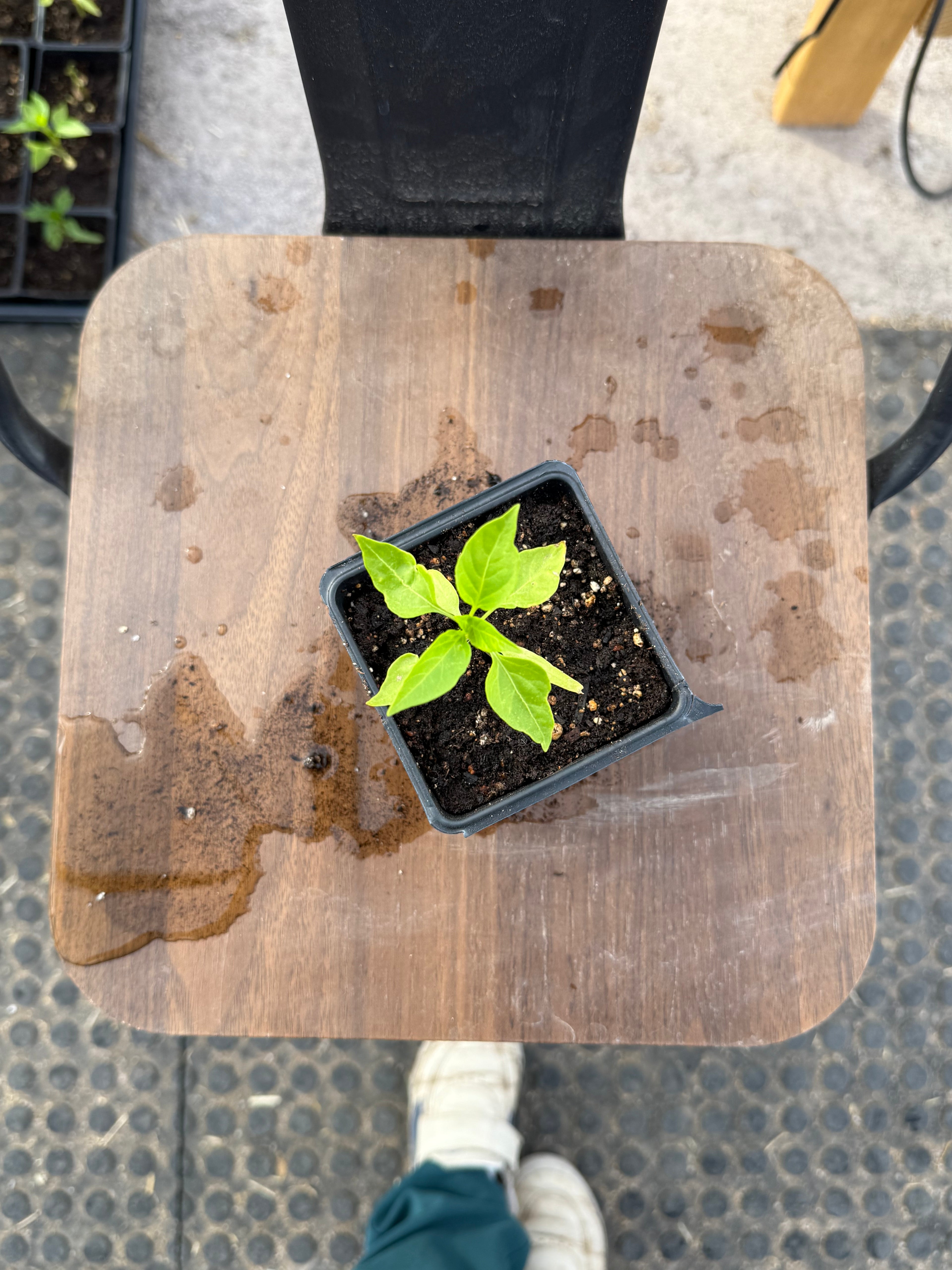 Chocolate Peter Pepper - 3 Inch Plant Start