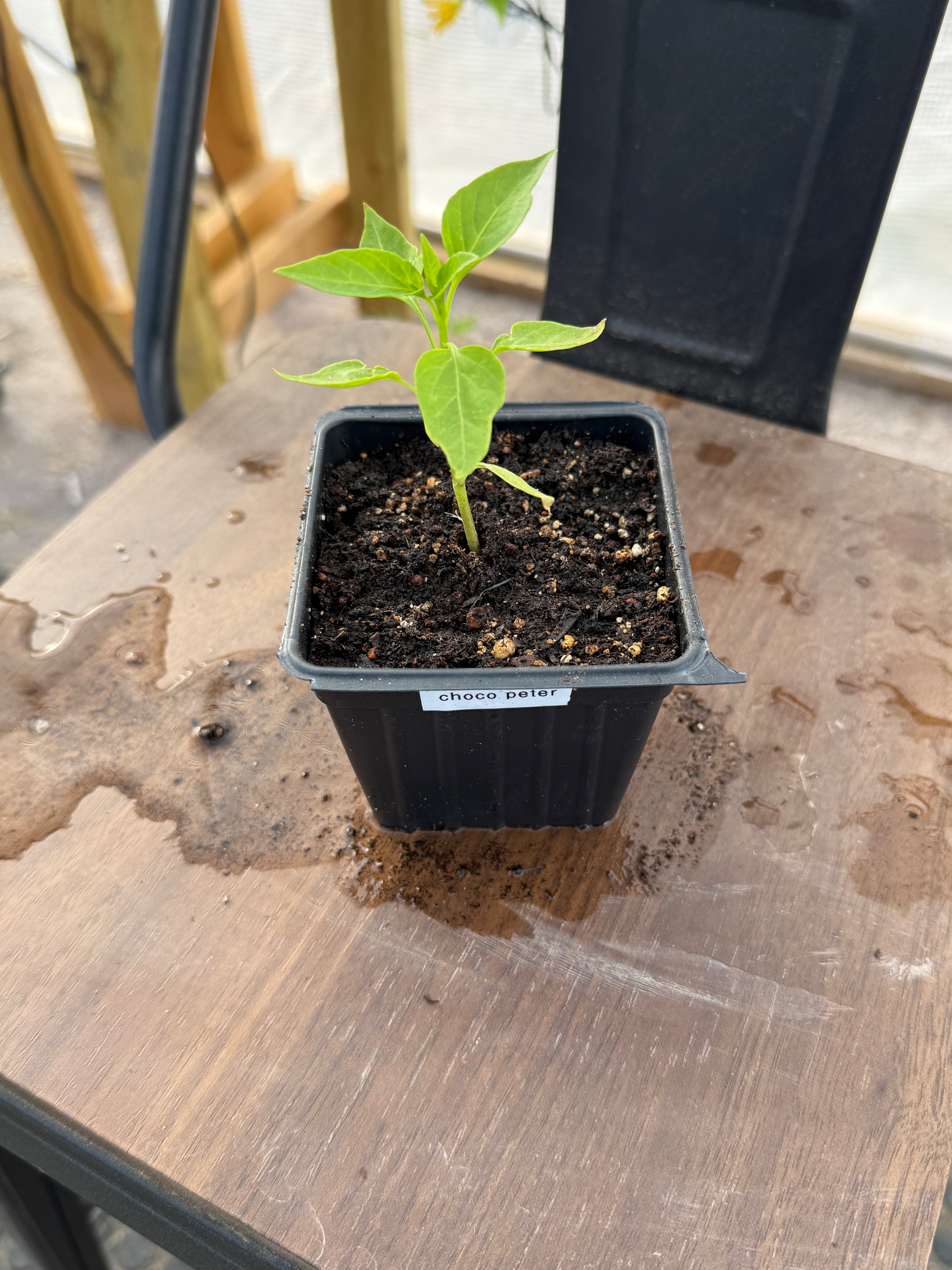 Chocolate Peter Pepper - 3 Inch Plant Start
