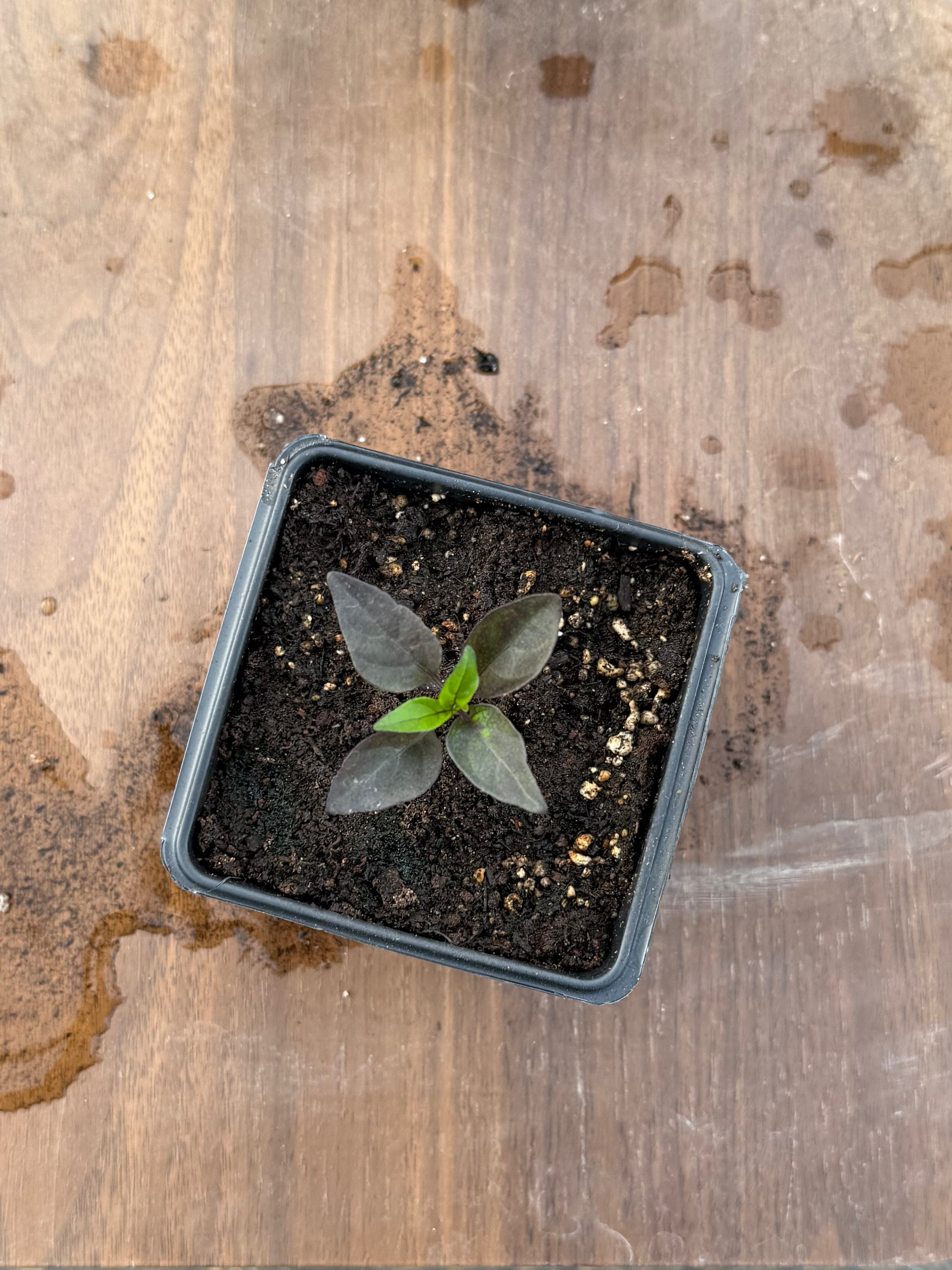 Black Pearl Pepper - 3 Inch Plant Start