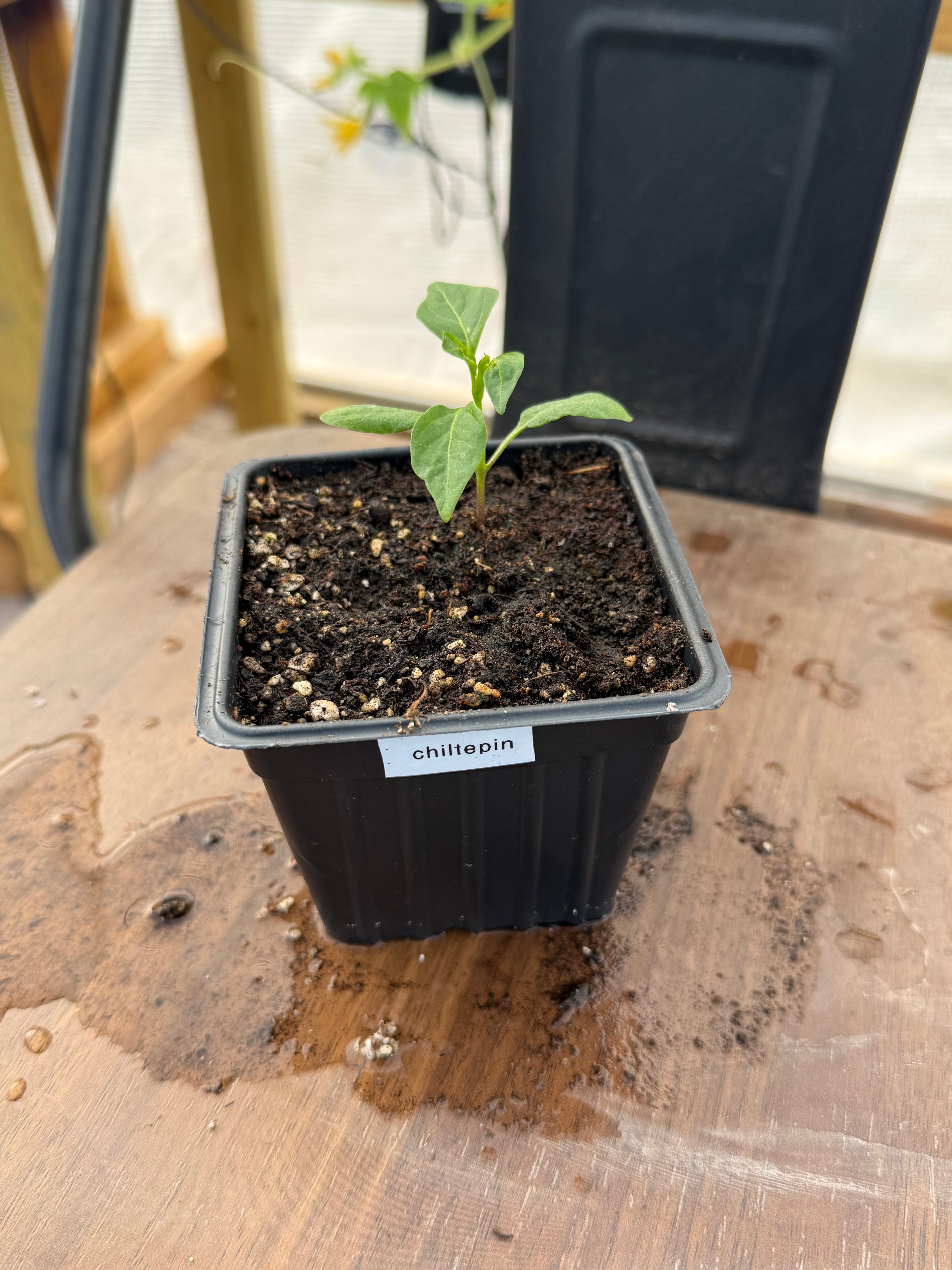 Chiltepin Pepper - 3 Inch Plant Start