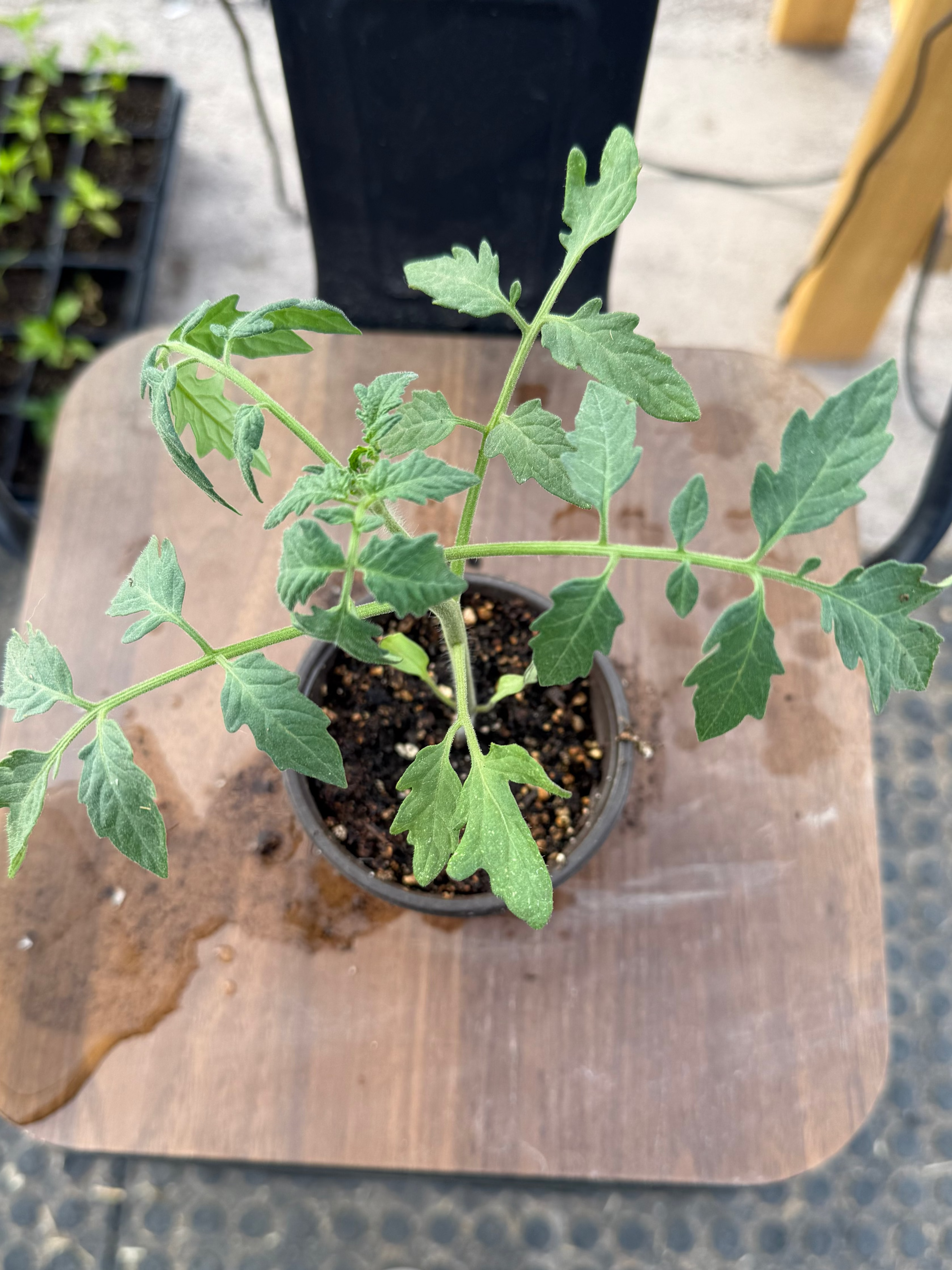 Carbon Pole Tomato - 4-6 Inch Plant in 3 Inch Pot