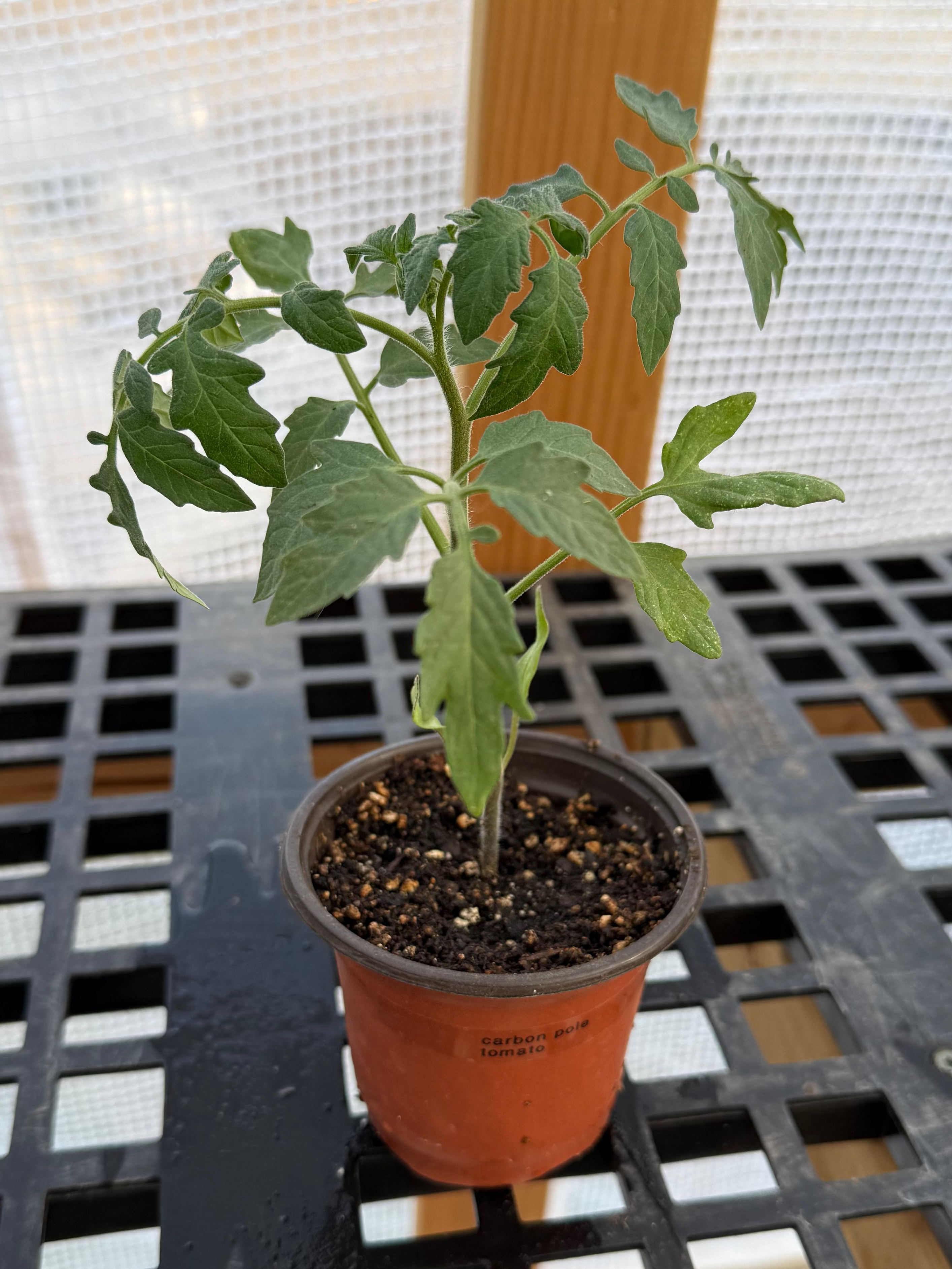 Carbon Pole Tomato - 4-6 Inch Plant in 3 Inch Pot