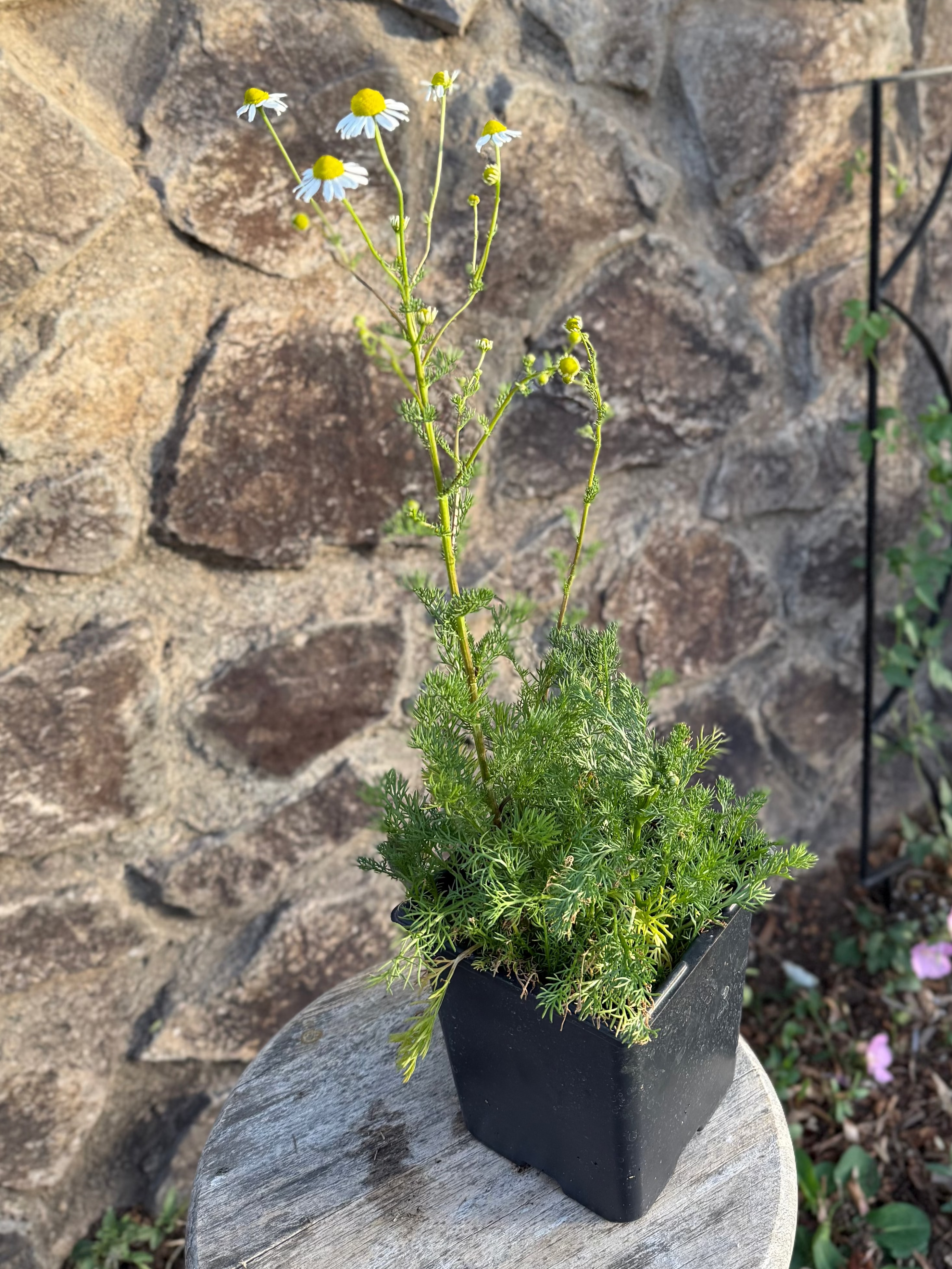 German Chamomile Plant