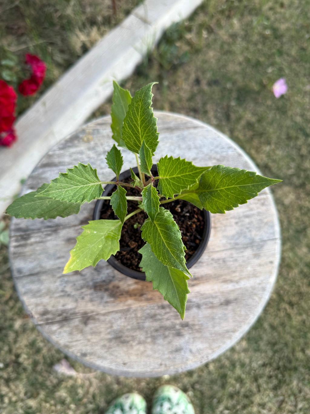 Dahlia – 3 Inch Pot Plant Start