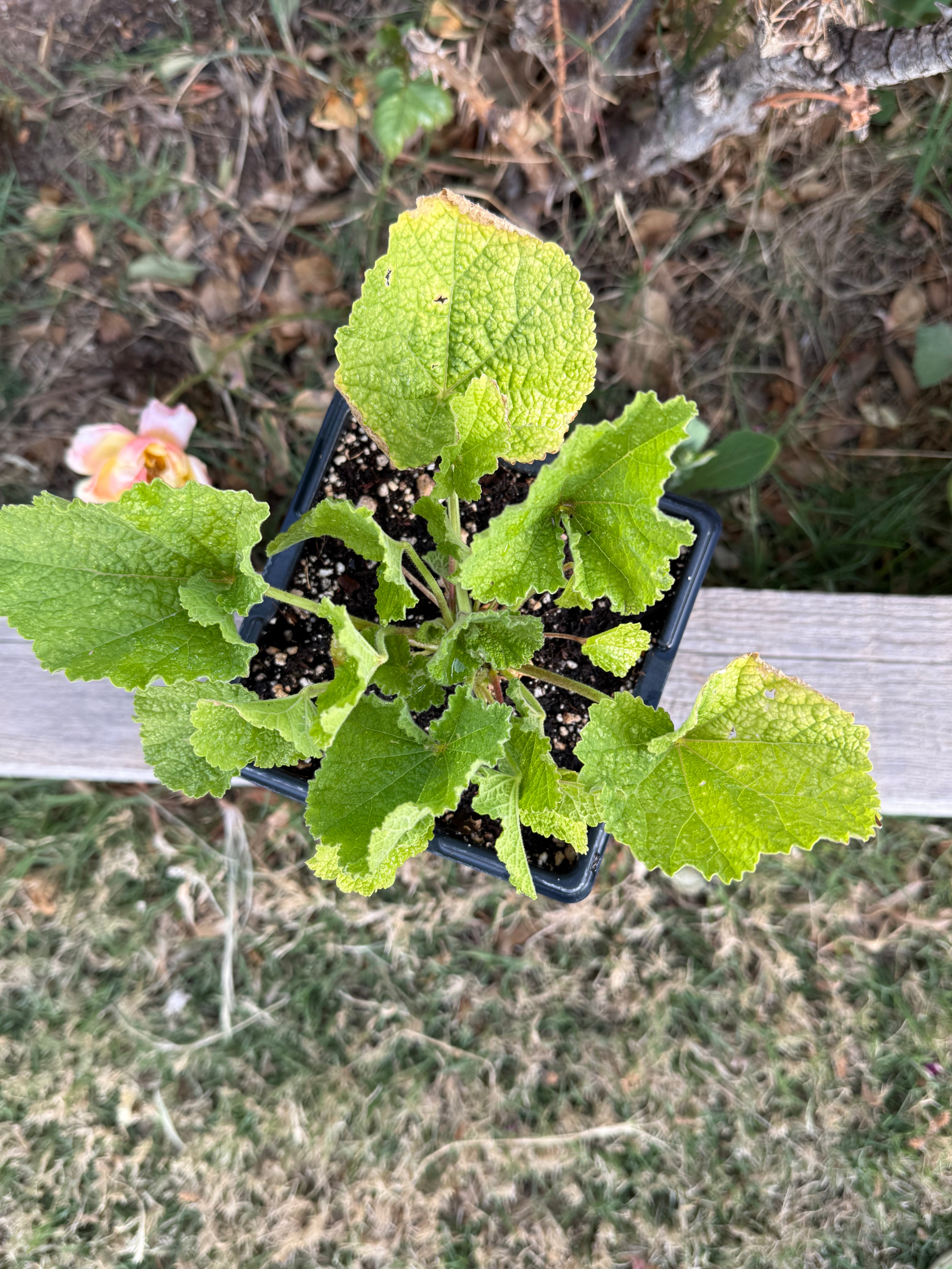 Double Chater's Hollyhock – 2 Quart Plant