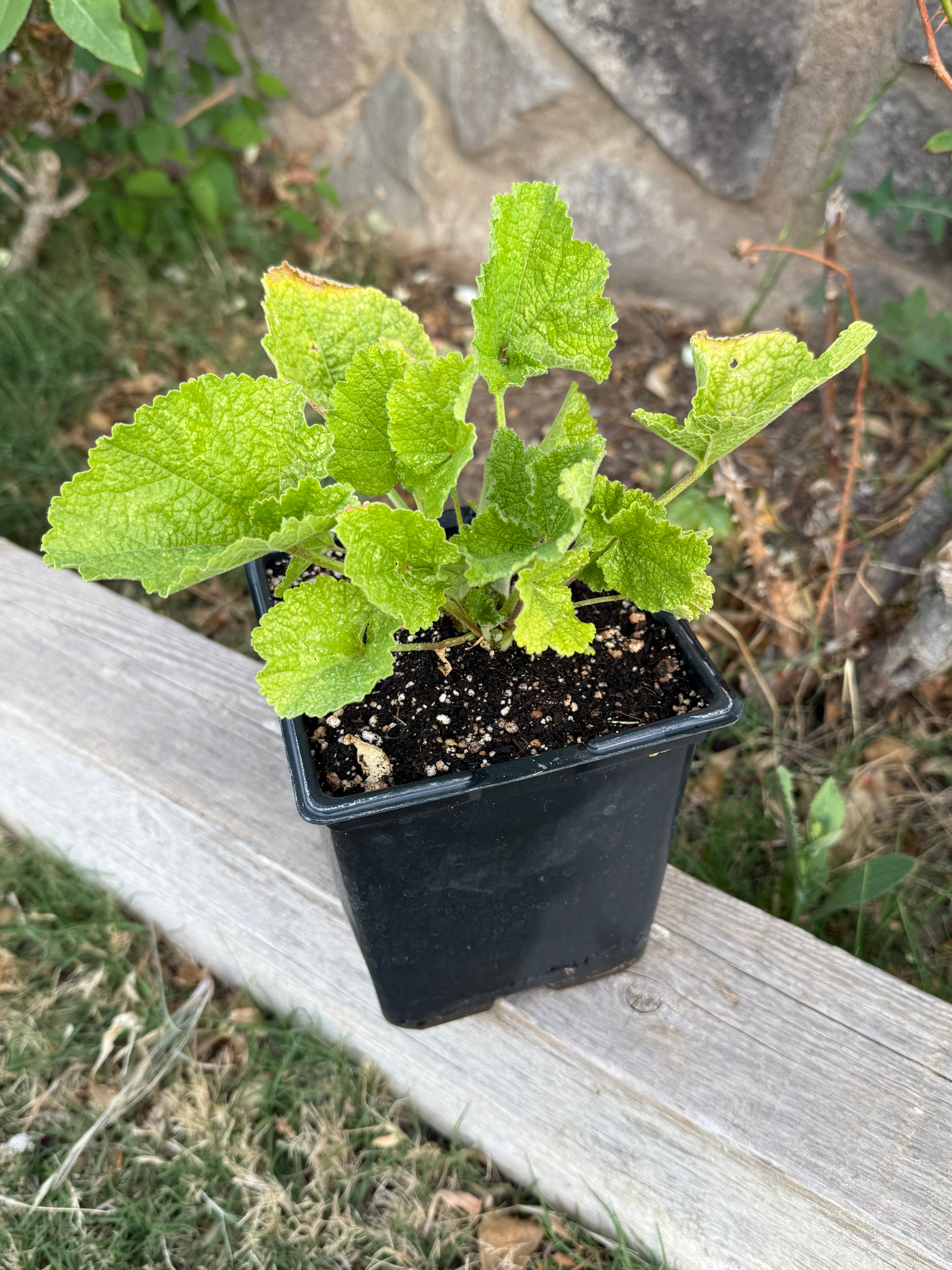 Double Chater's Hollyhock – 2 Quart Plant